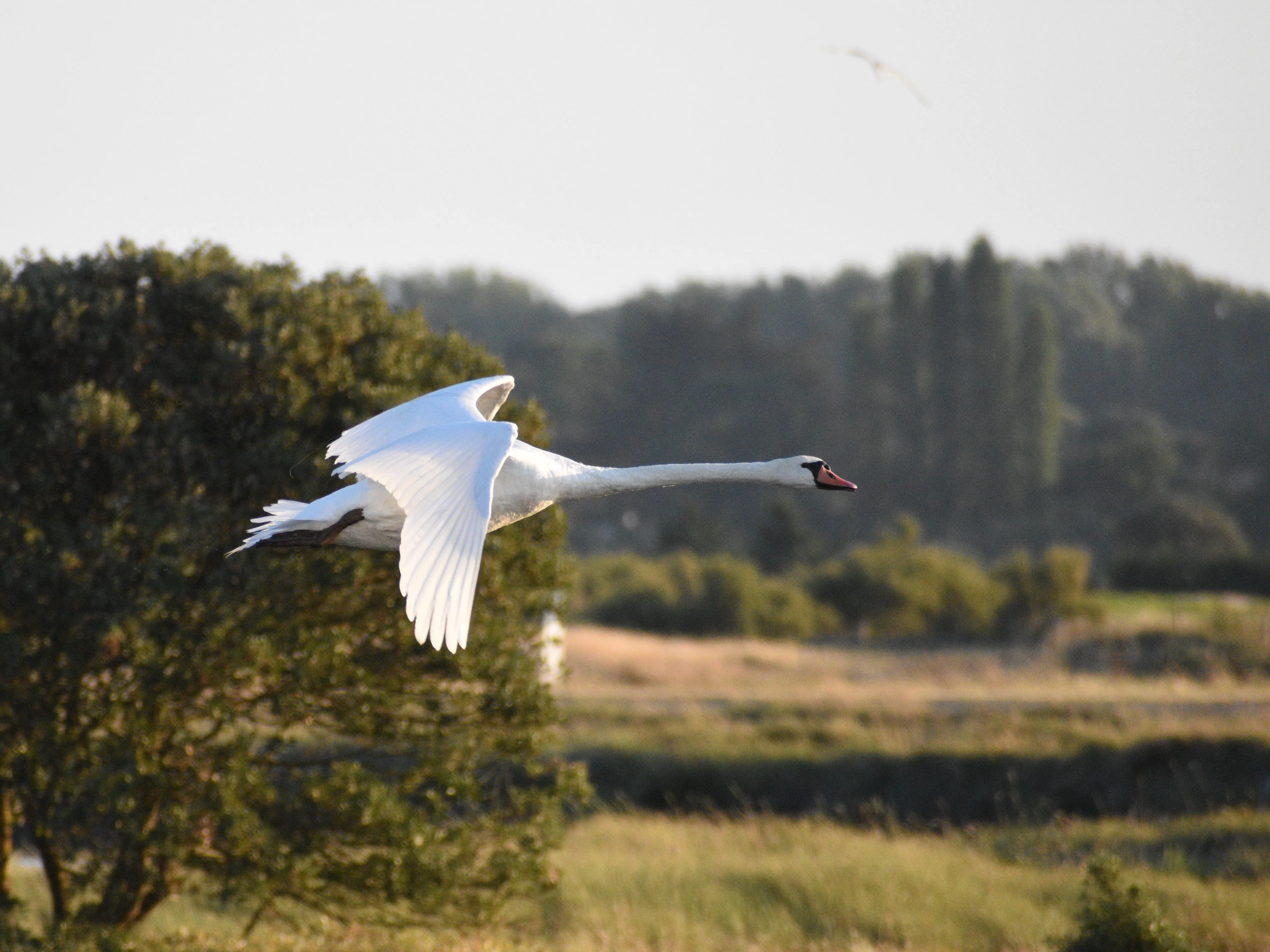 Cygne Tuberculé — 300mm · 1/2000 · f/6.3 · ISO 2000