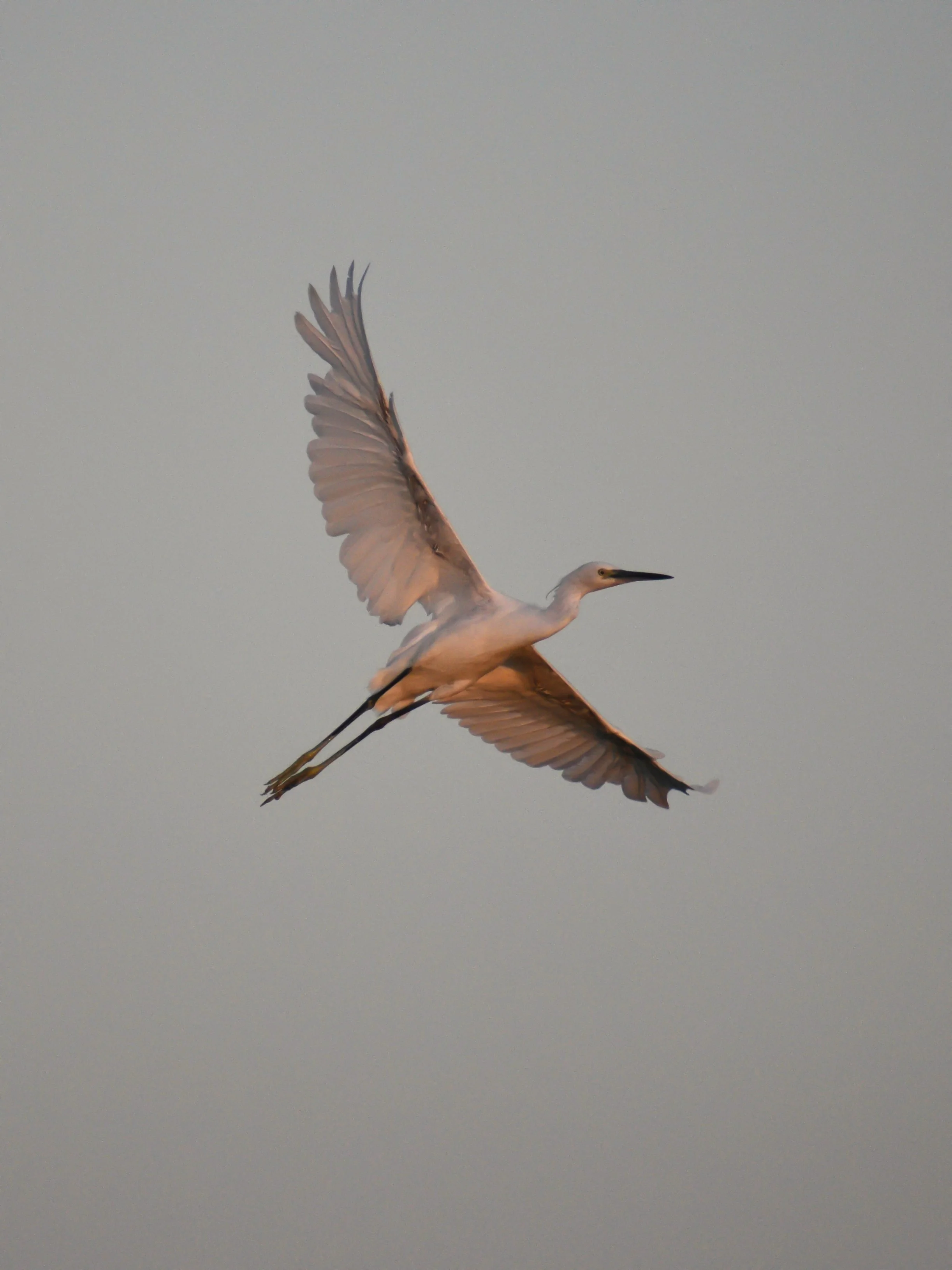 Aigrette Garzette — 300mm · 1/2500 · f/6.3 · ISO 1250
