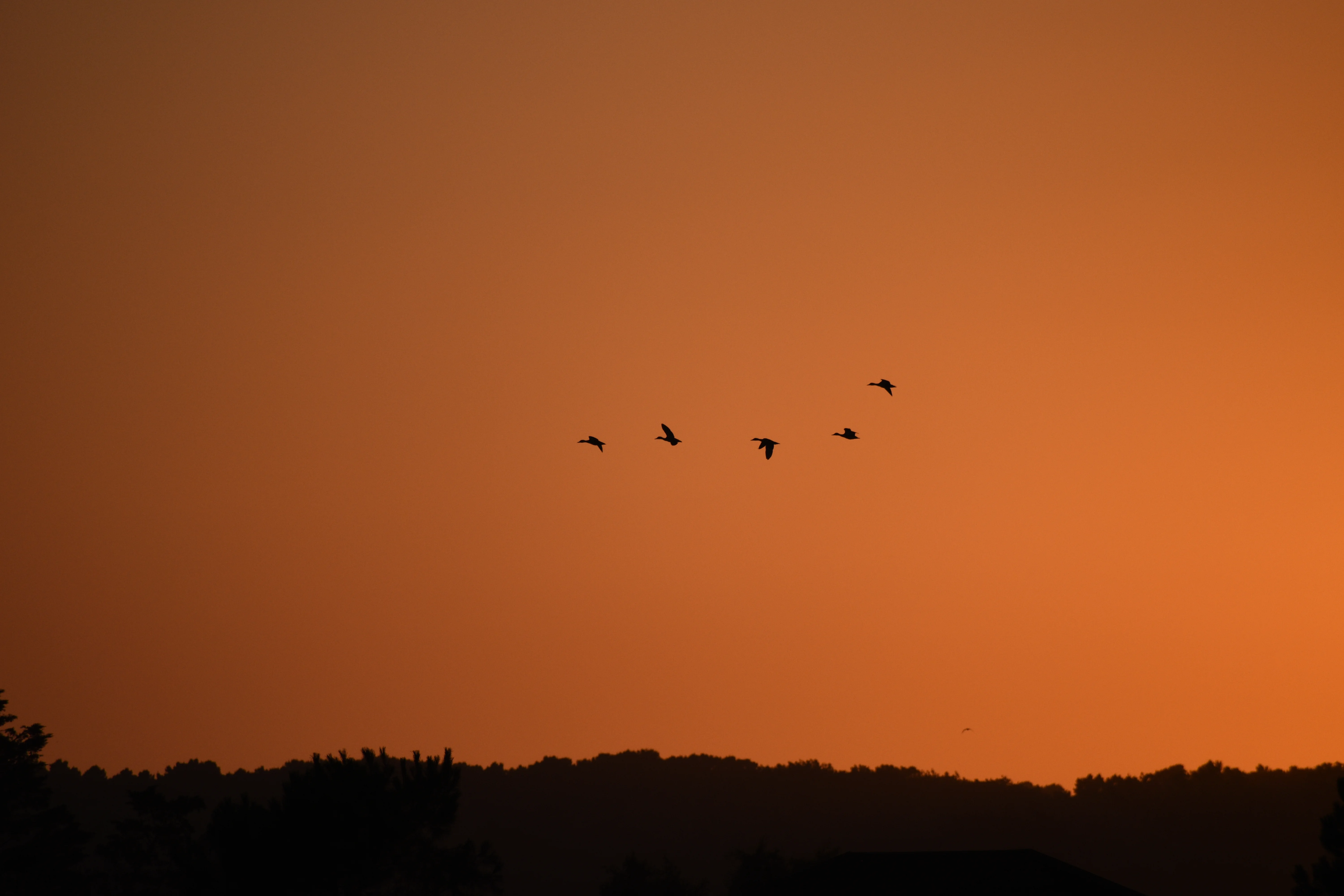 Canard Colvert — 300mm · 1/2000 · f/6.3 · ISO 280