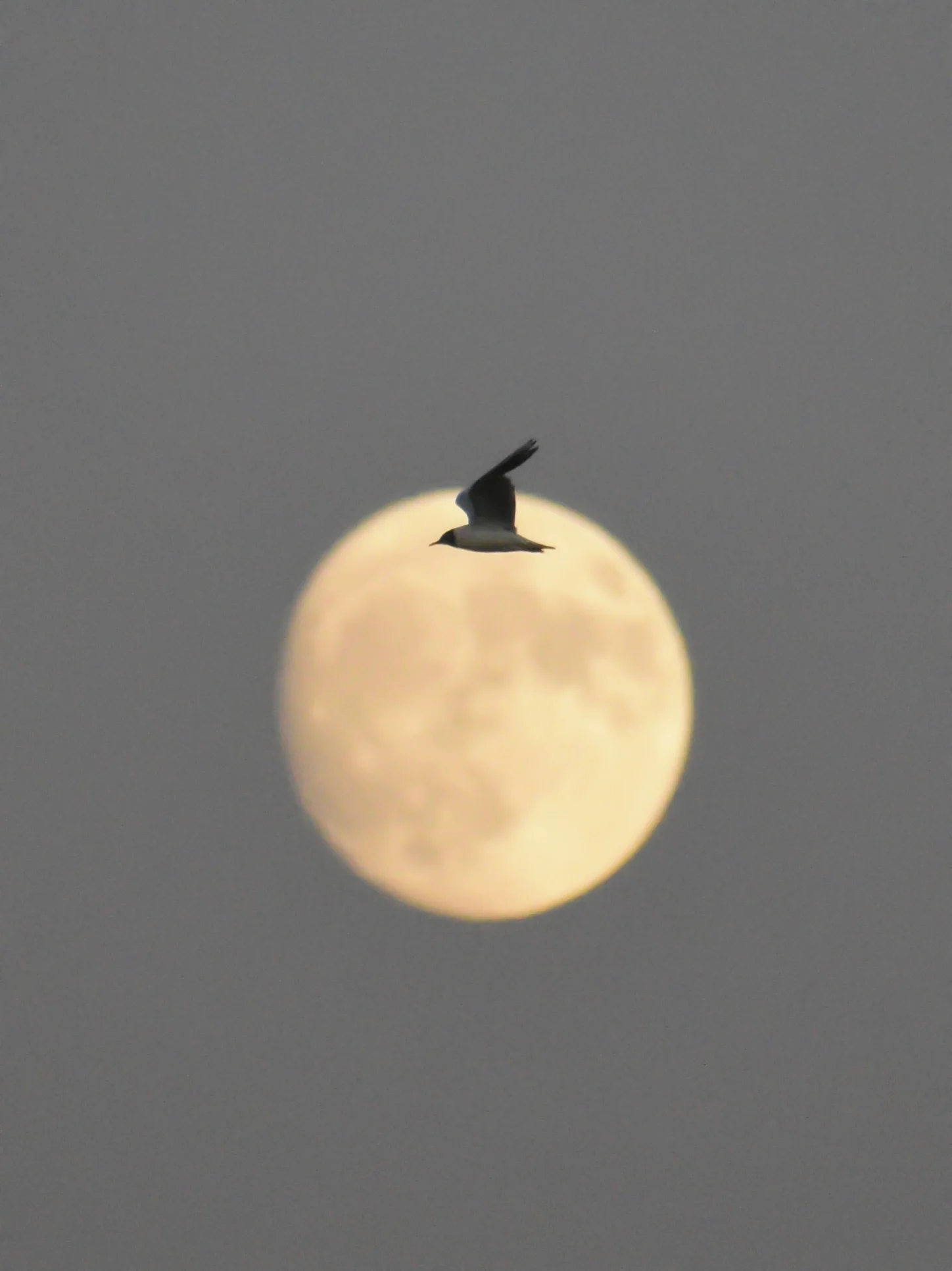 Mouette Rieuse — 300mm · 1/1600 · f/6.3 · ISO 4500