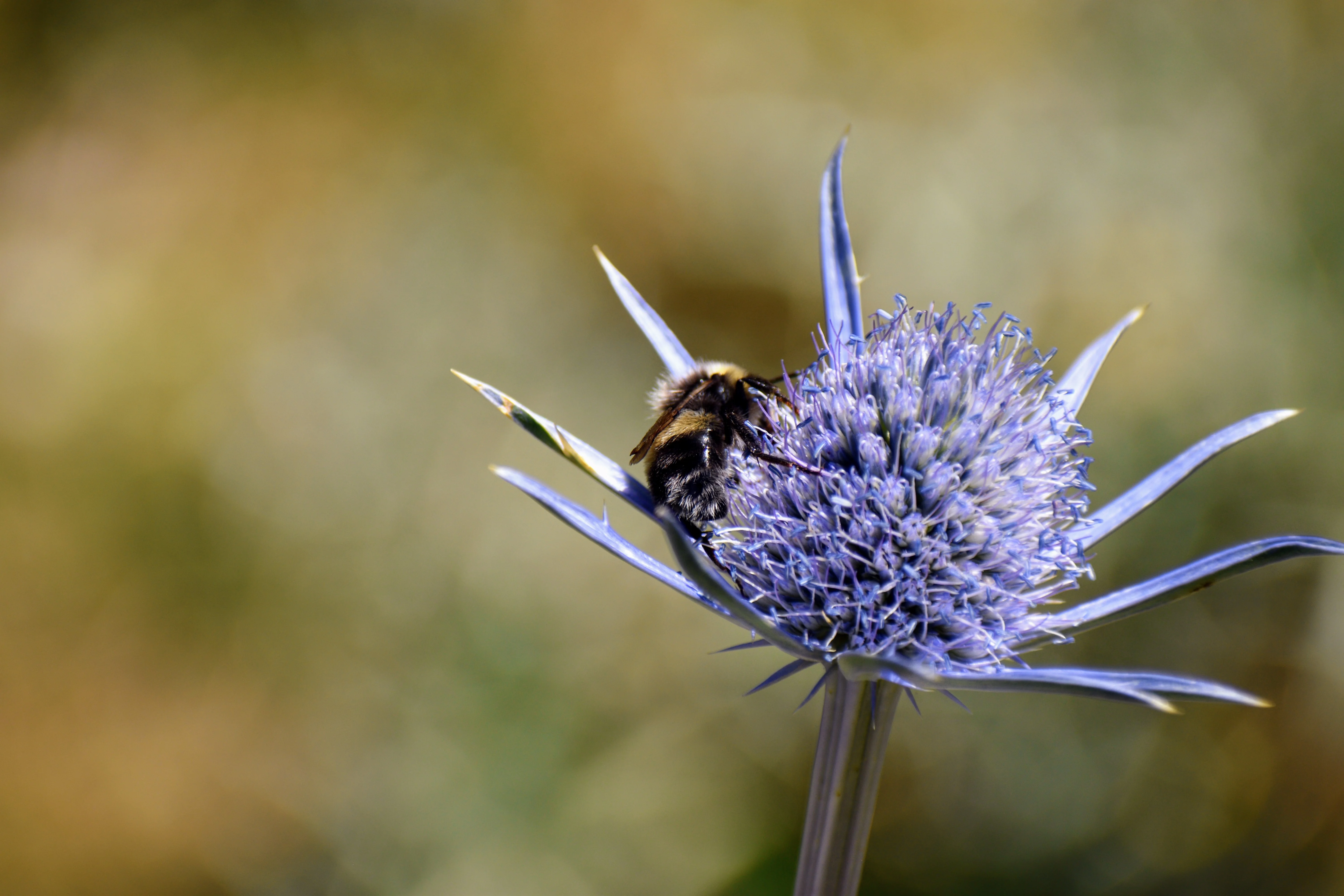 Abeille — 300mm · 1/640 · f/6.3 · ISO 160