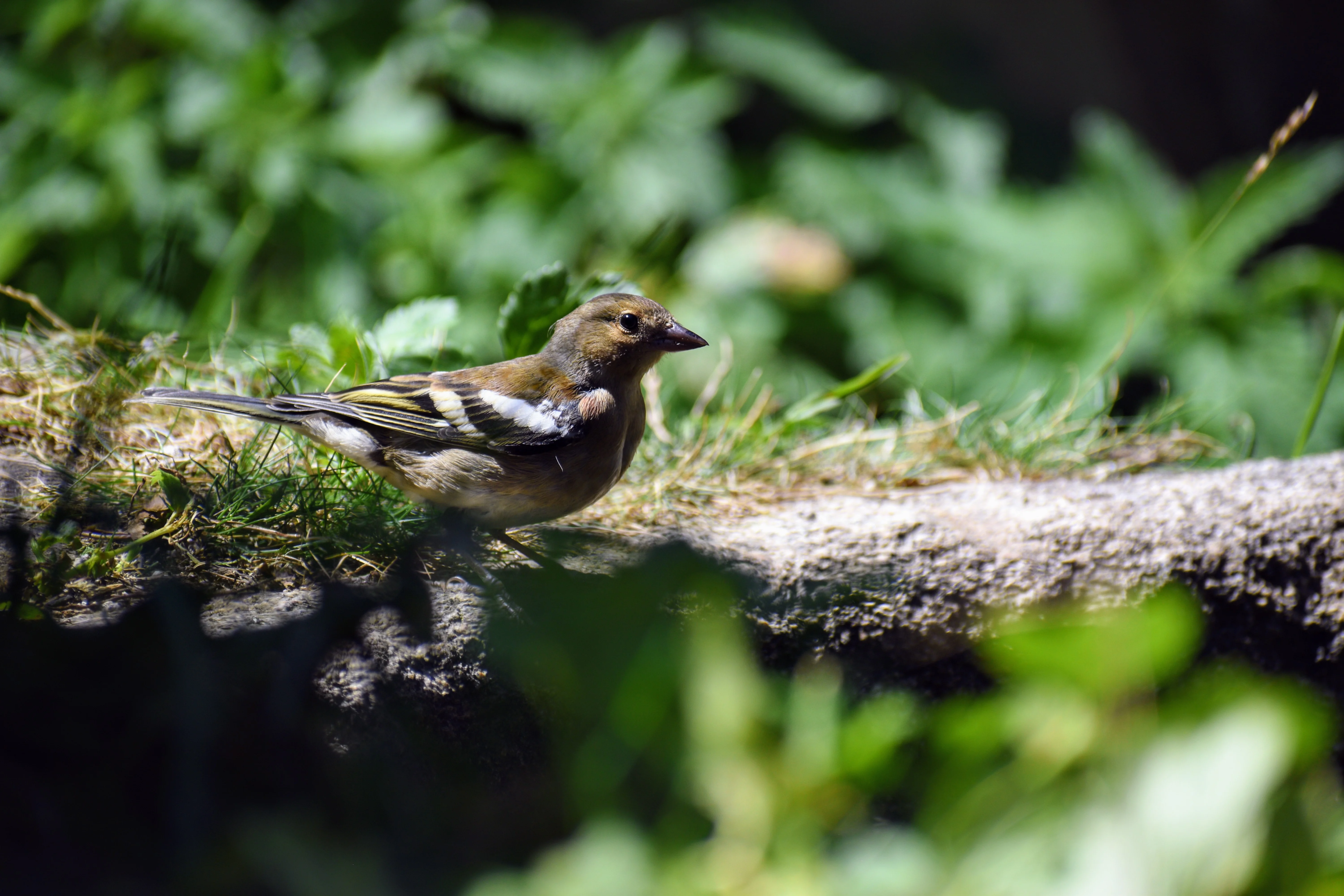 Pinson des arbres — 220mm · 1/640 · f/5.6 · ISO 160