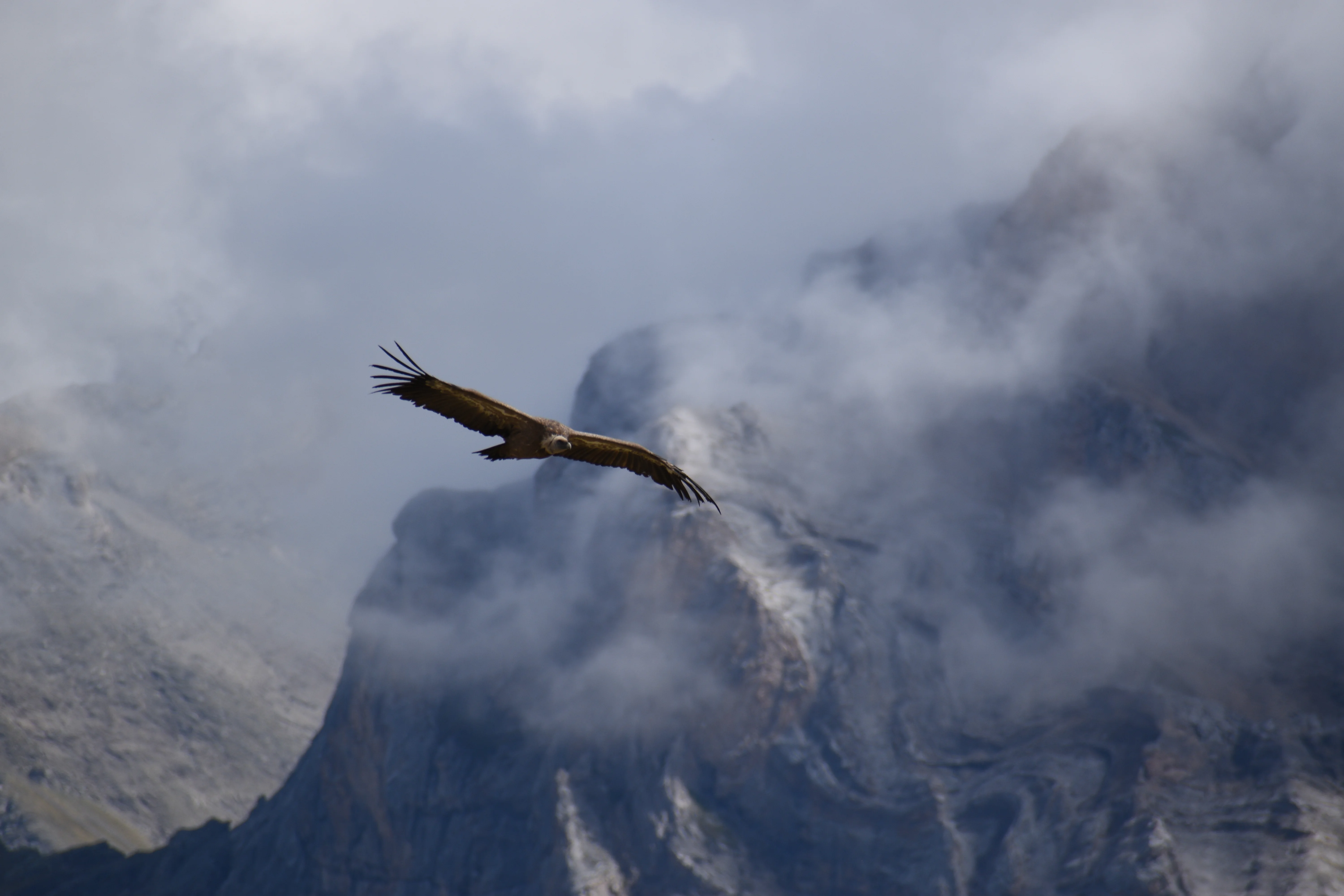 Vautour Fauve — 300mm · 1/800 · f/7.1 · ISO 160