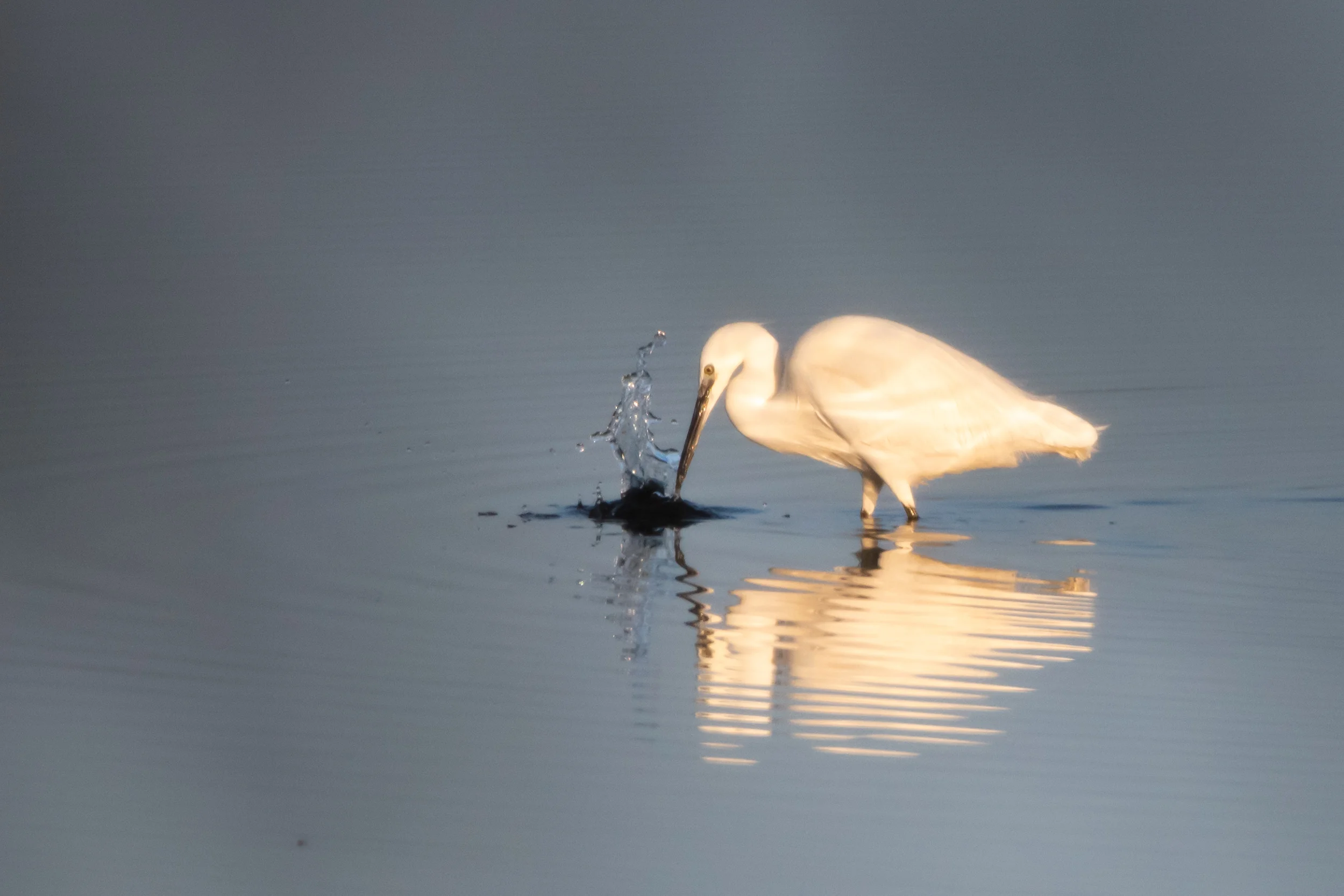 Aigrette Garzette — 500mm · 1/1250 · f/5.6 · ISO 720