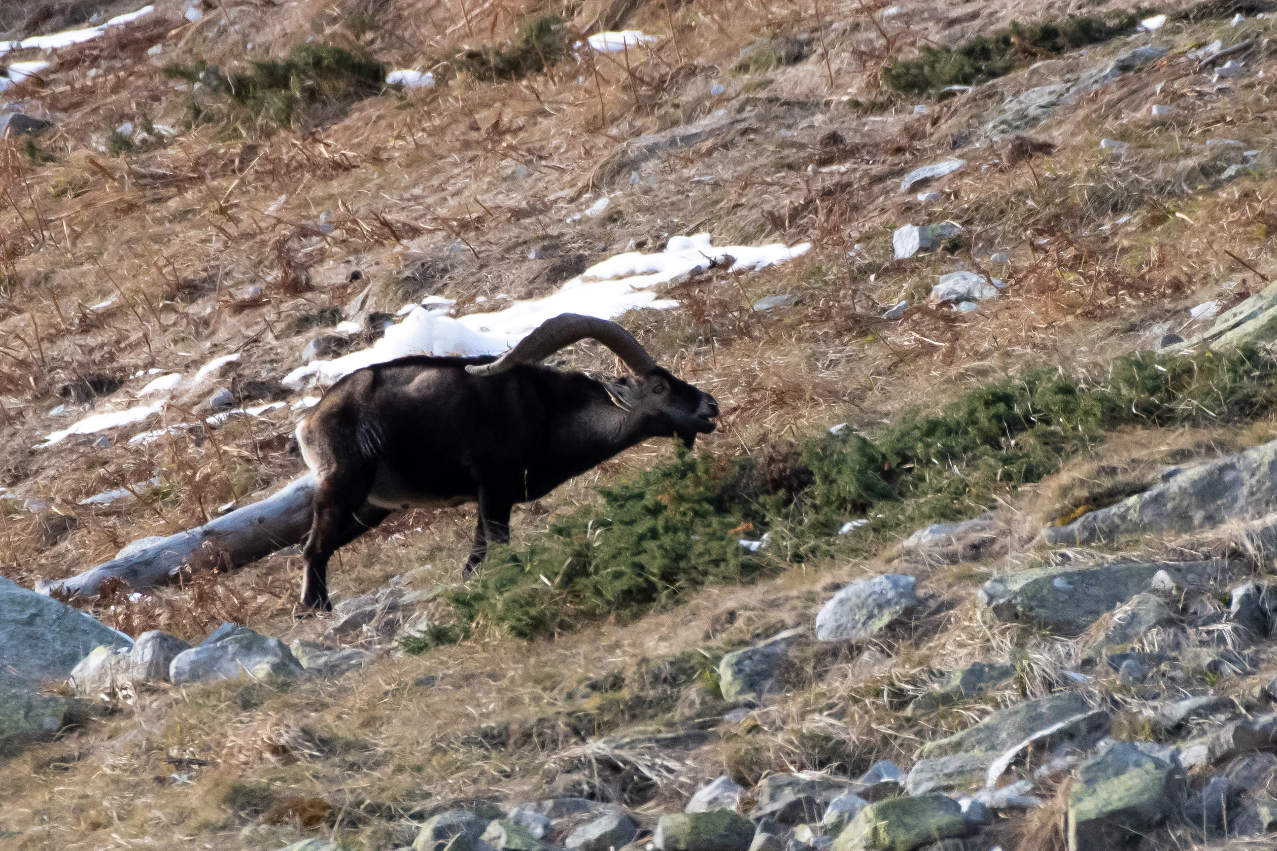 Bouquetin — 500mm · 1/1600 · f/7.1 · ISO 1600