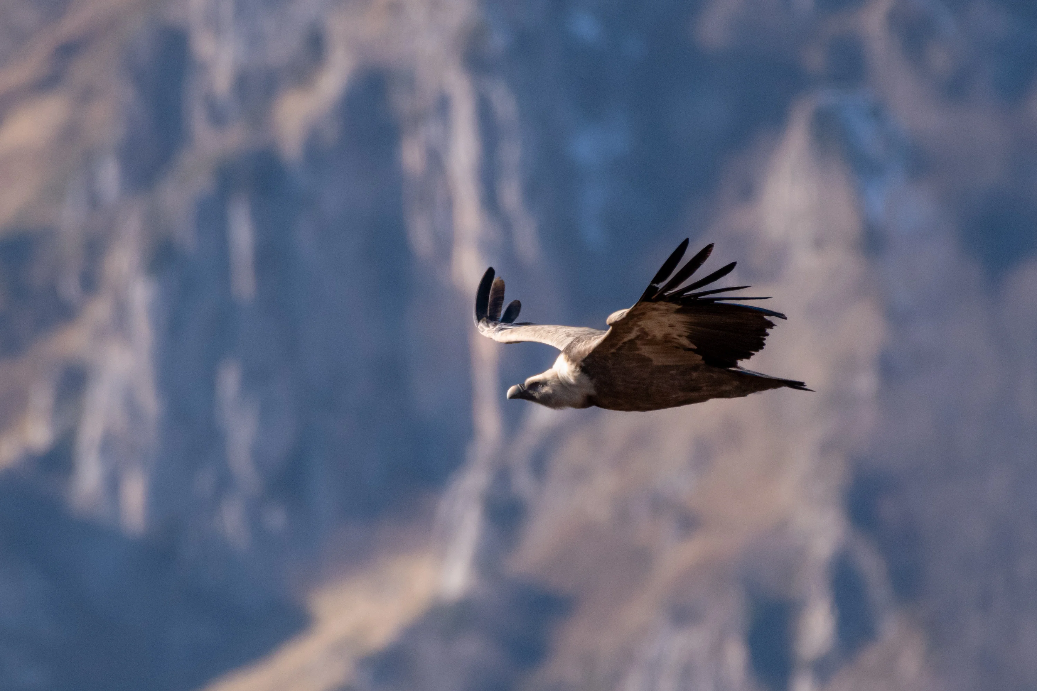 Vautour Fauve — 500mm · 1/3200 · f/6.3 · ISO 1600