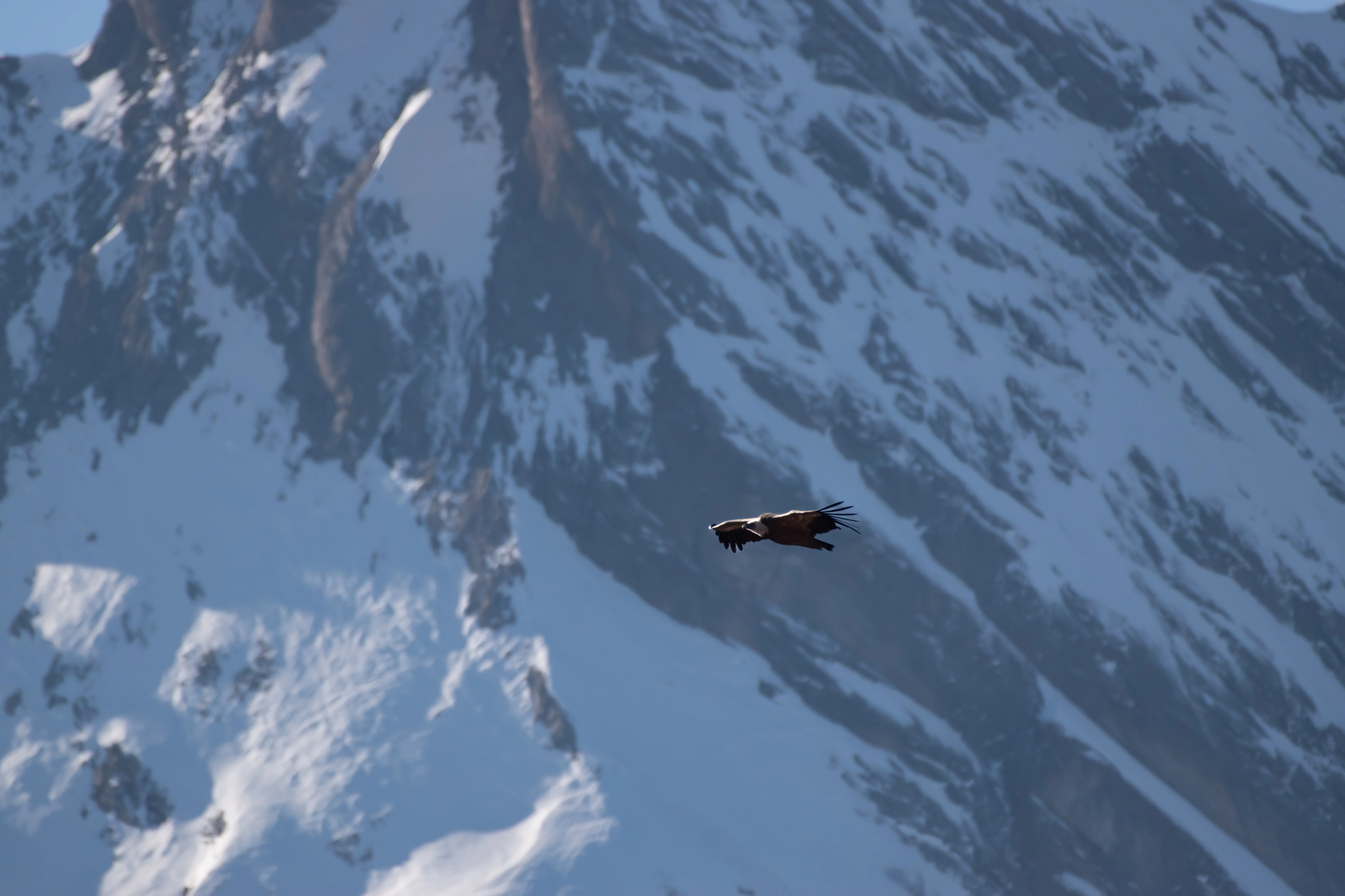 Vautour Fauve — 500mm · 1/4000 · f/6.3 · ISO 720