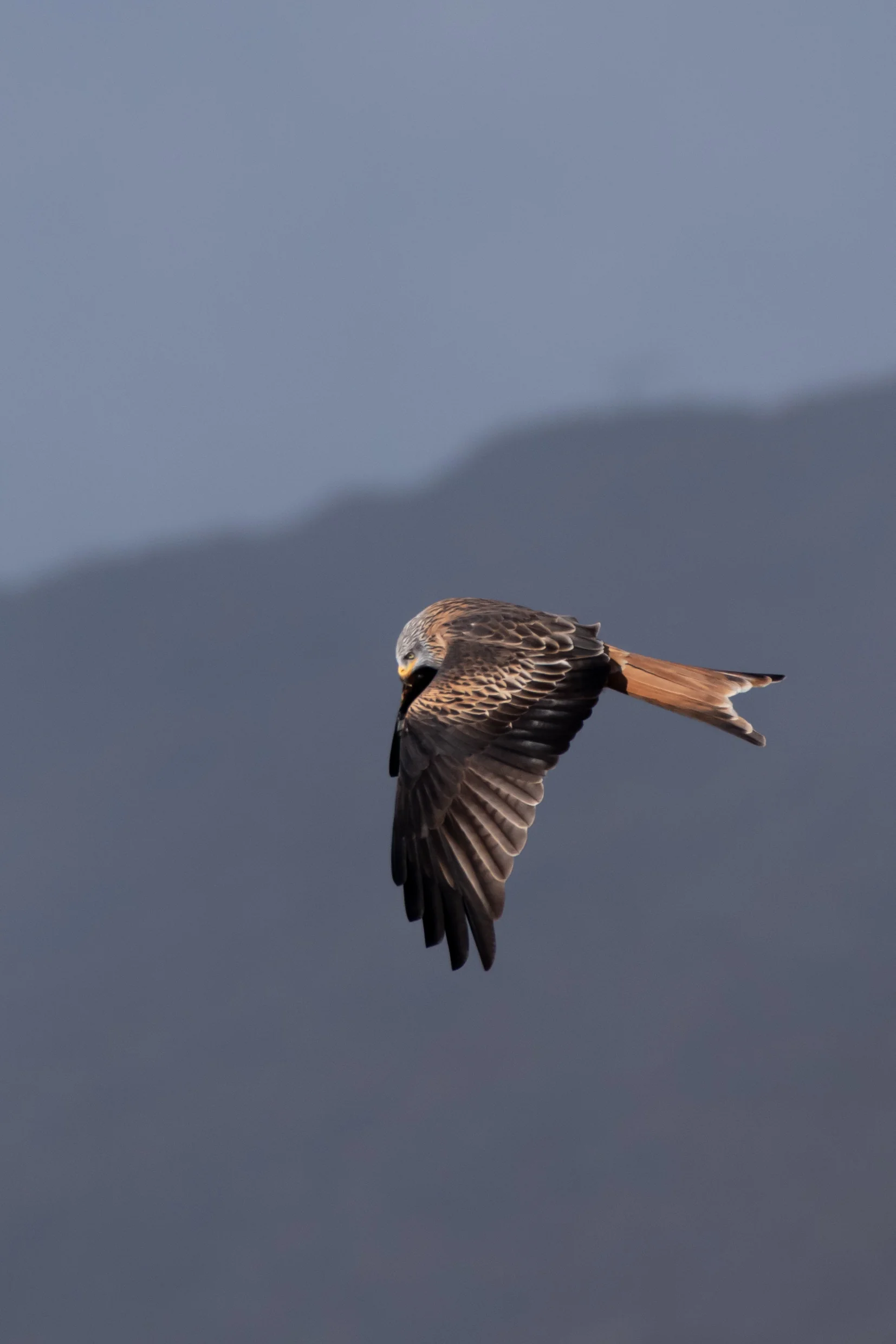 Milan Royal — 500mm · 1/2500 · f/6.3 · ISO 560