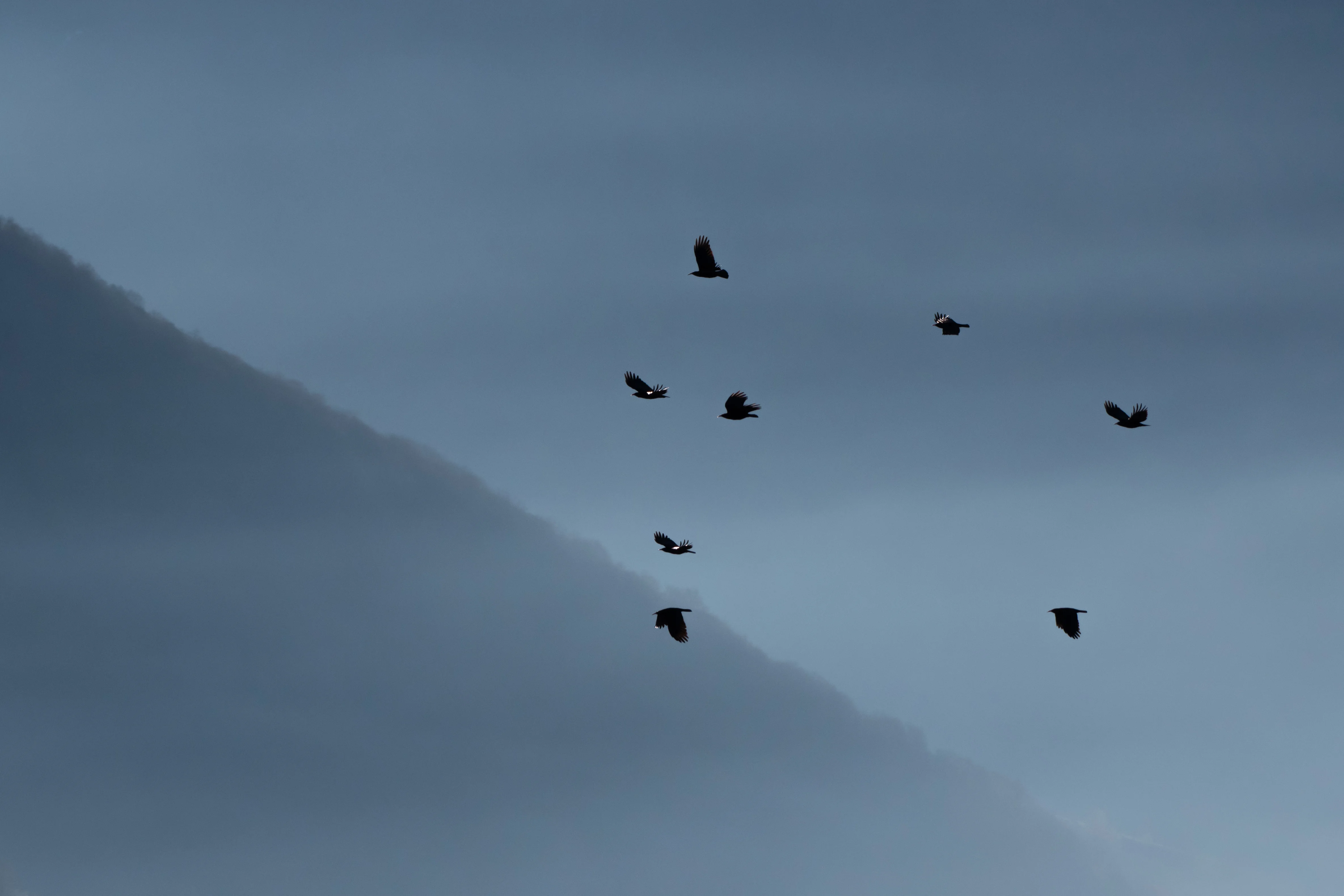 Crave à Bec Rouge — 210mm · 1/4000 · f/7.1 · ISO 800