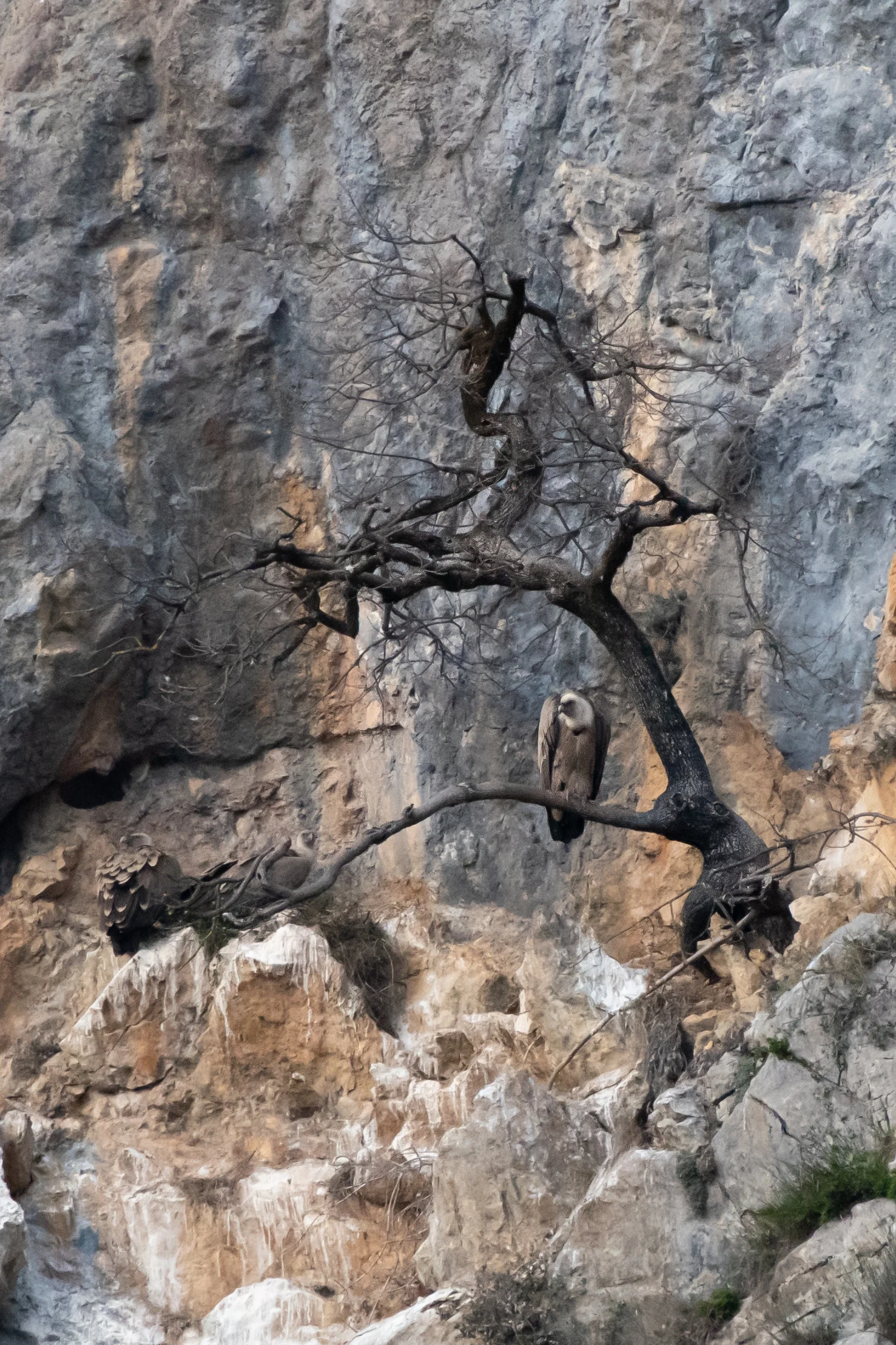 Vautour Fauve — 480mm · 1/1000 · f/7.1 · ISO 2200