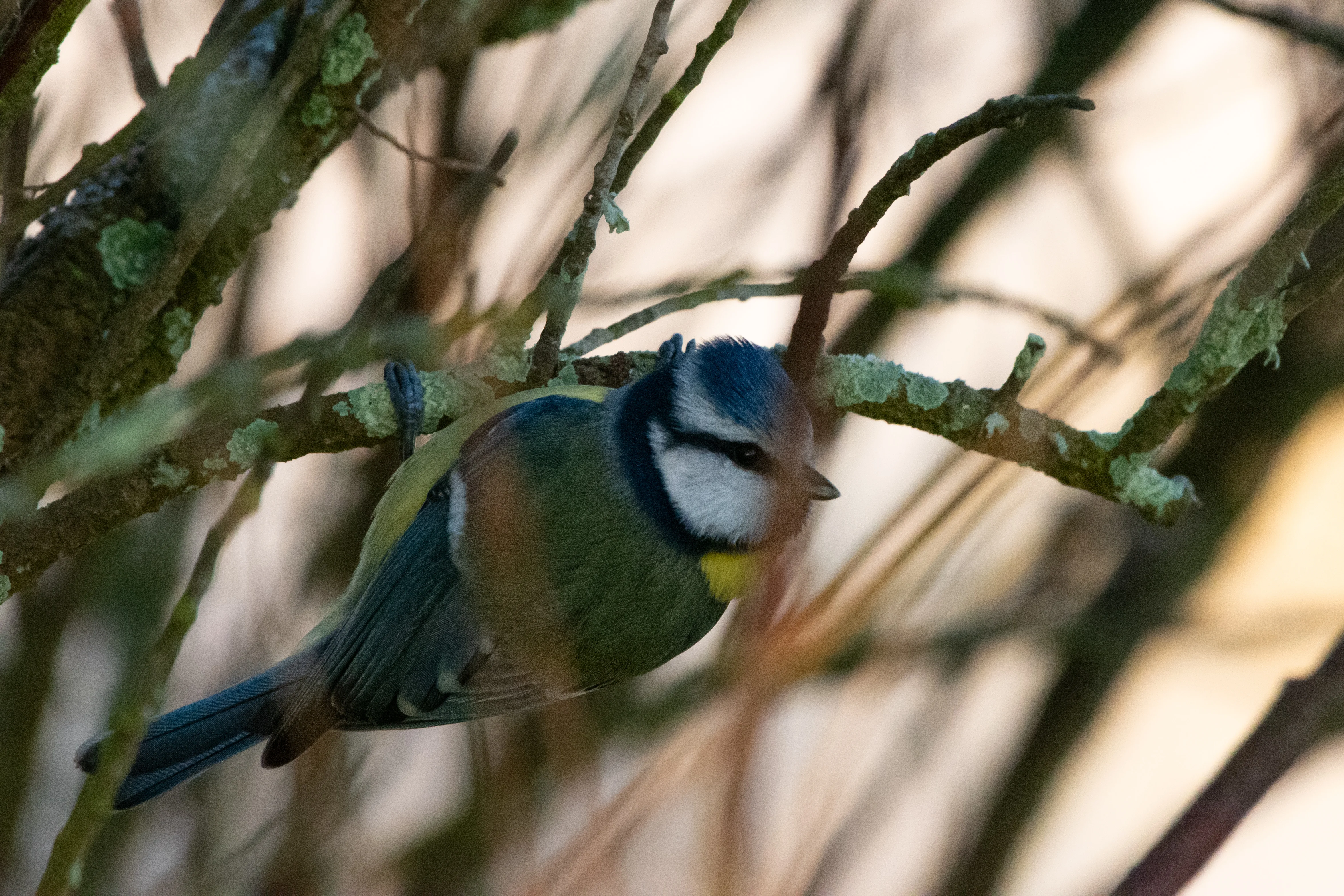 Mésange Bleue — 500mm · 1/3200 · f/7.1 · ISO 5000