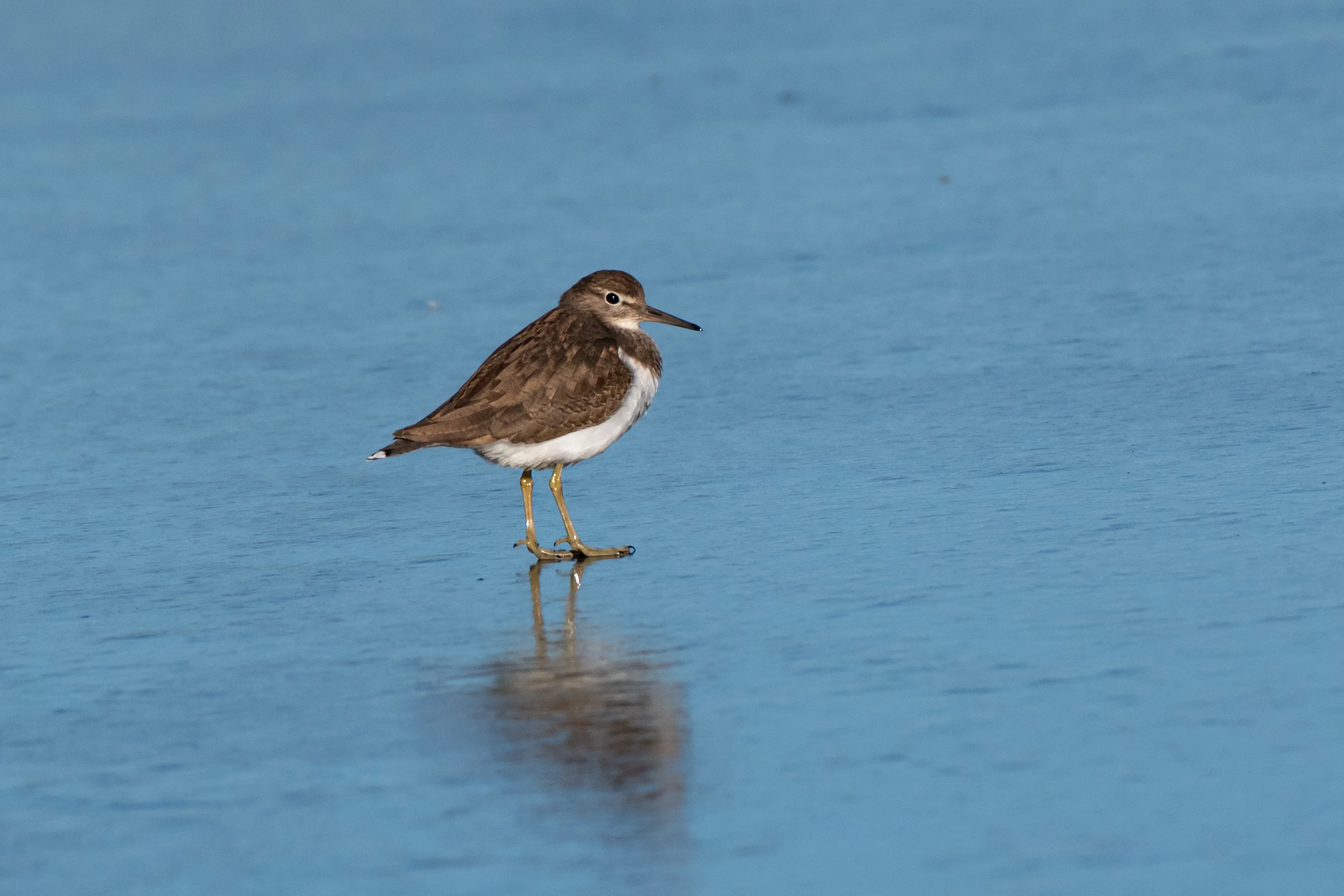 Chevalier Guignette — 500mm · 1/3200 · f/7.1 · ISO 500