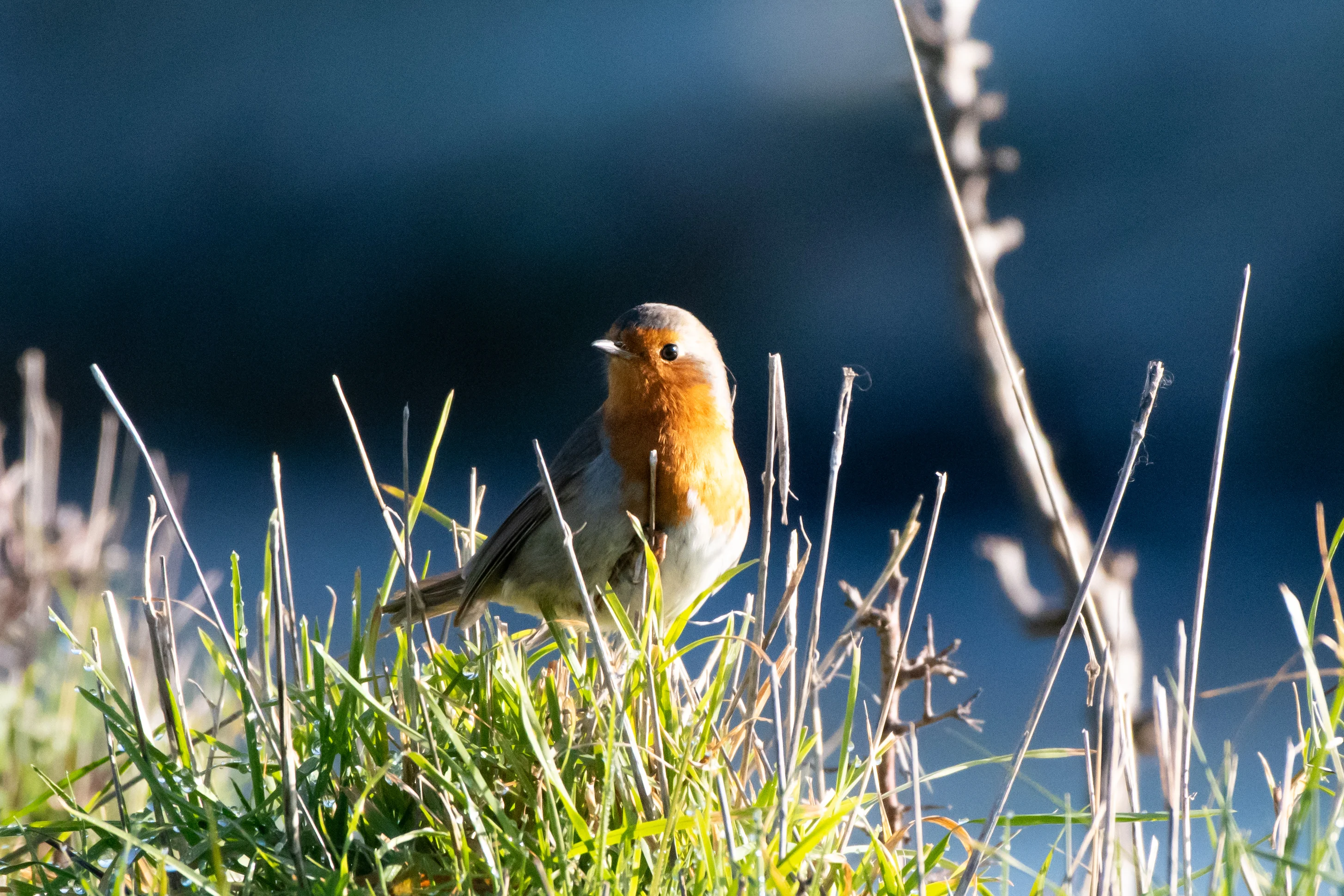 Rouge-Gorge — 500mm · 1/3200 · f/7.1 · ISO 2800