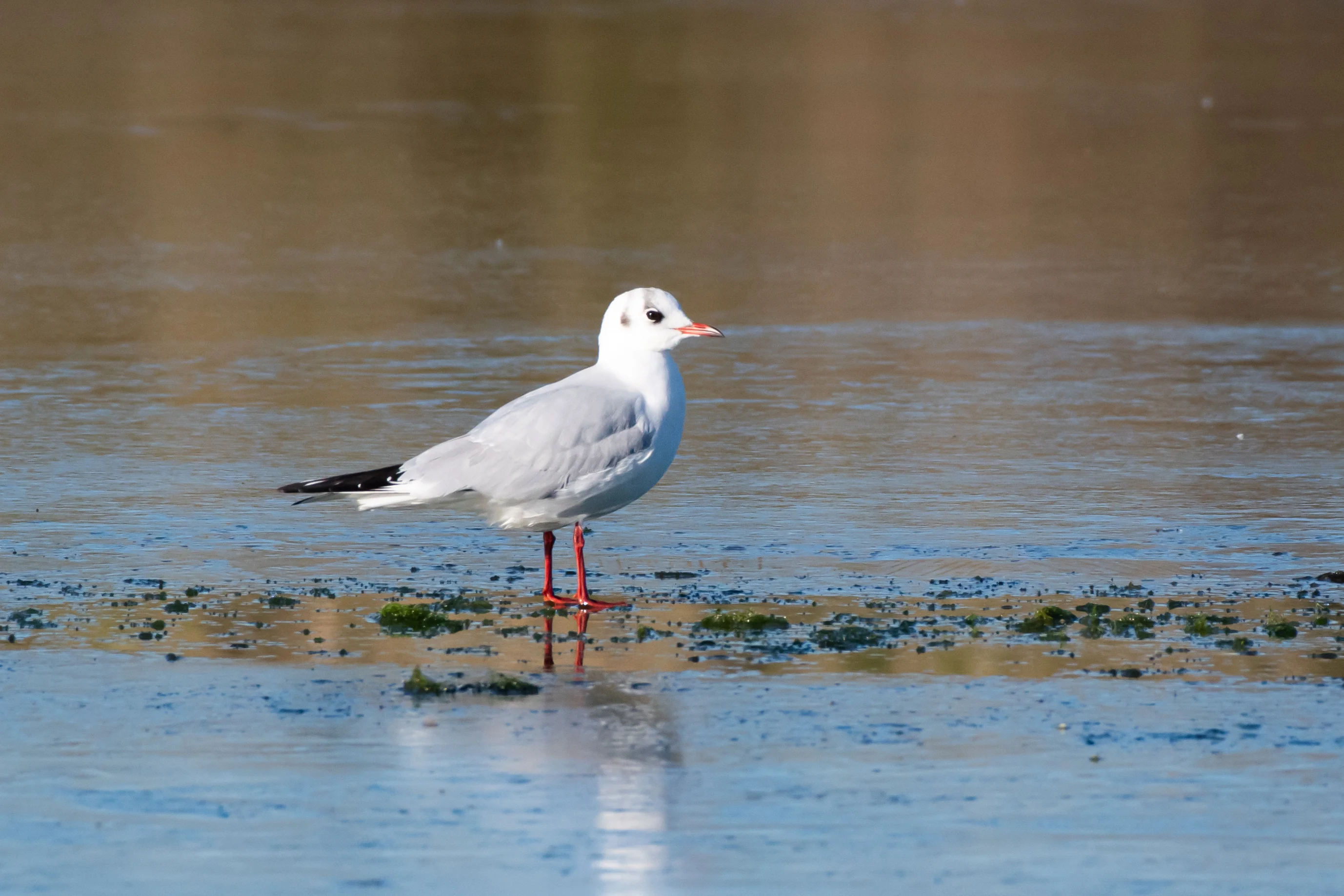 Mouette Rieuse — 500mm · 1/3200 · f/7.1 · ISO 1000