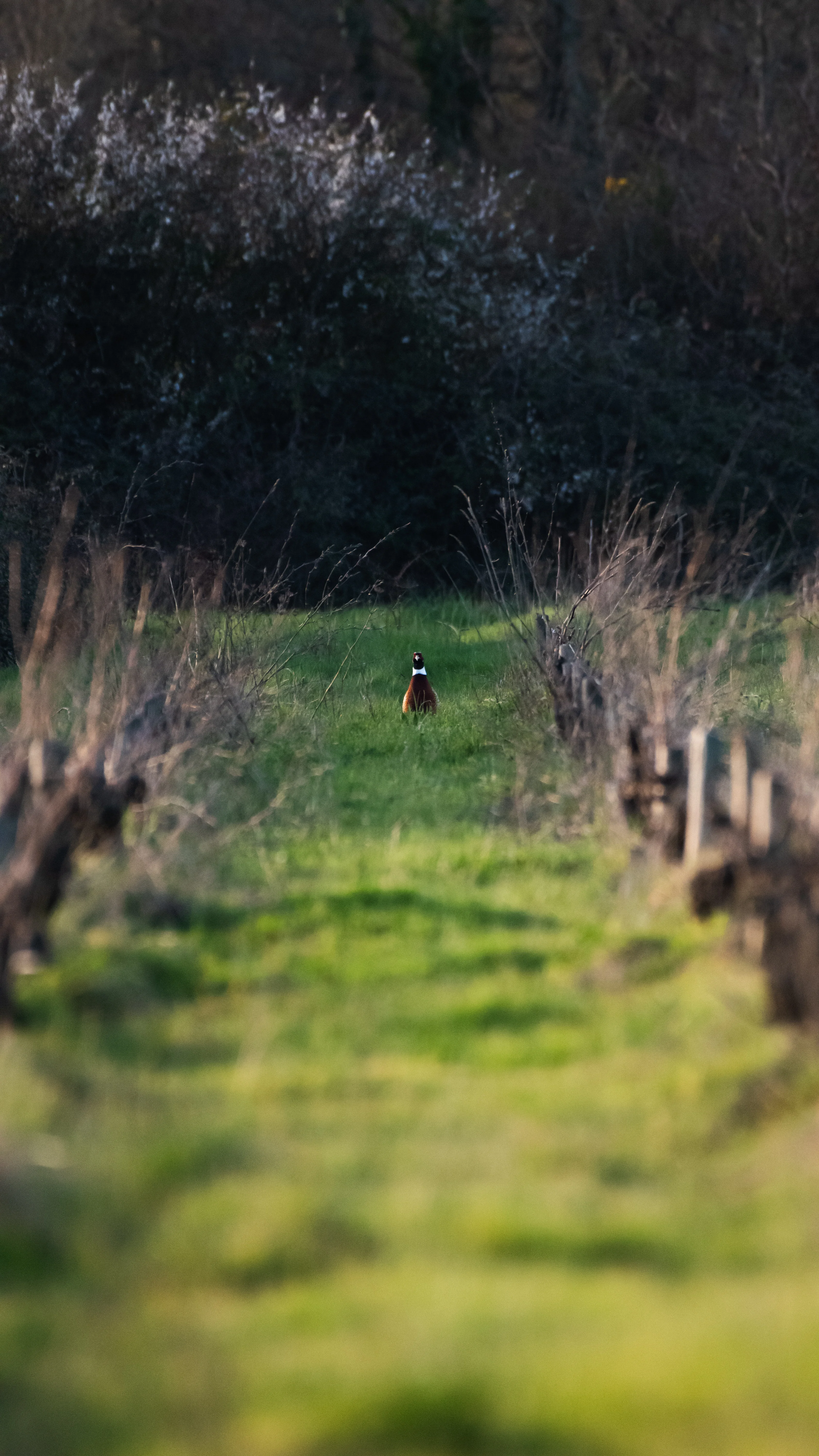 Faisan de Colchide — 500mm · 1/1600 · f/6.3 · ISO 2500