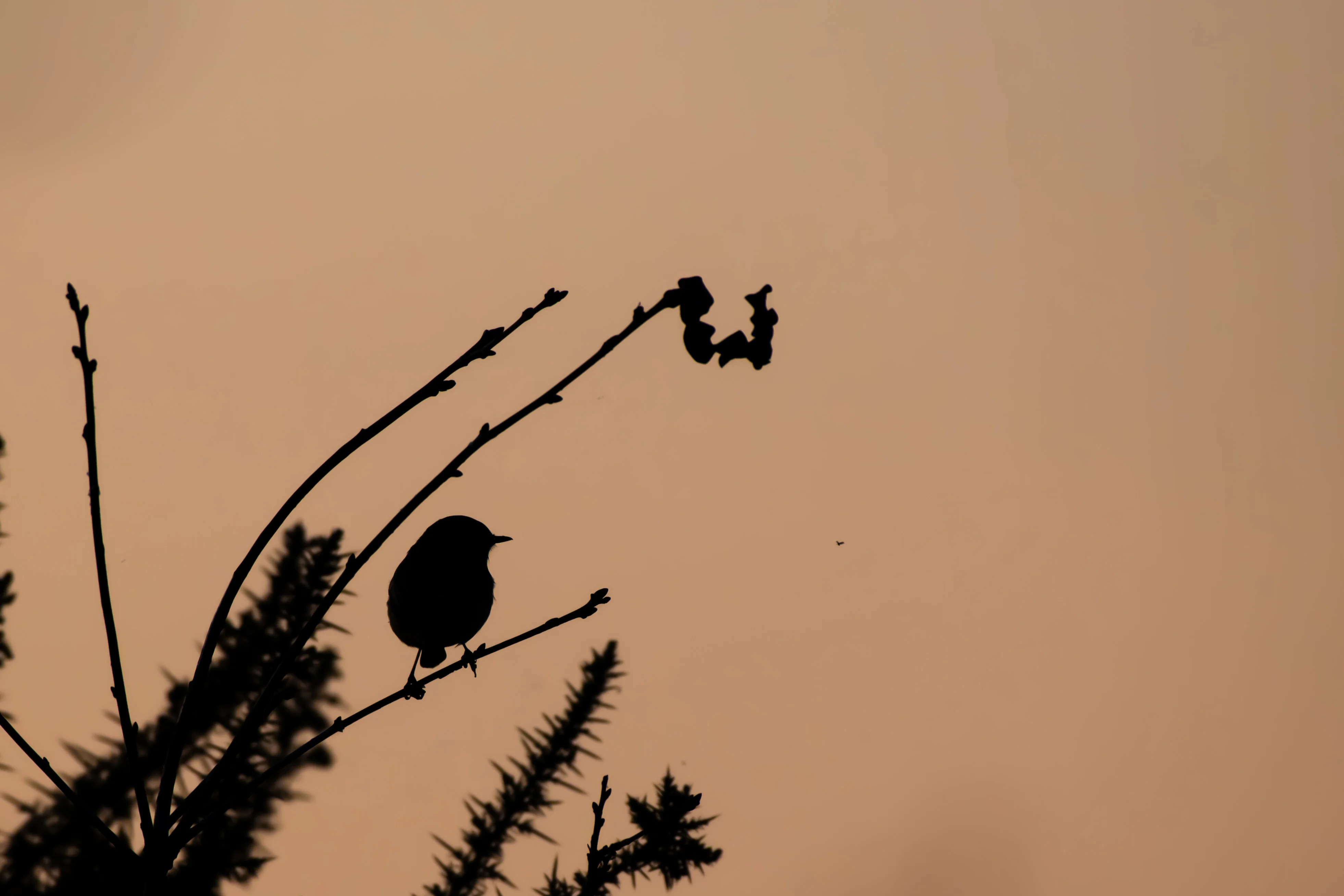 Pipit Farlouse — 500mm · 1/1600 · f/6.3 · ISO 800