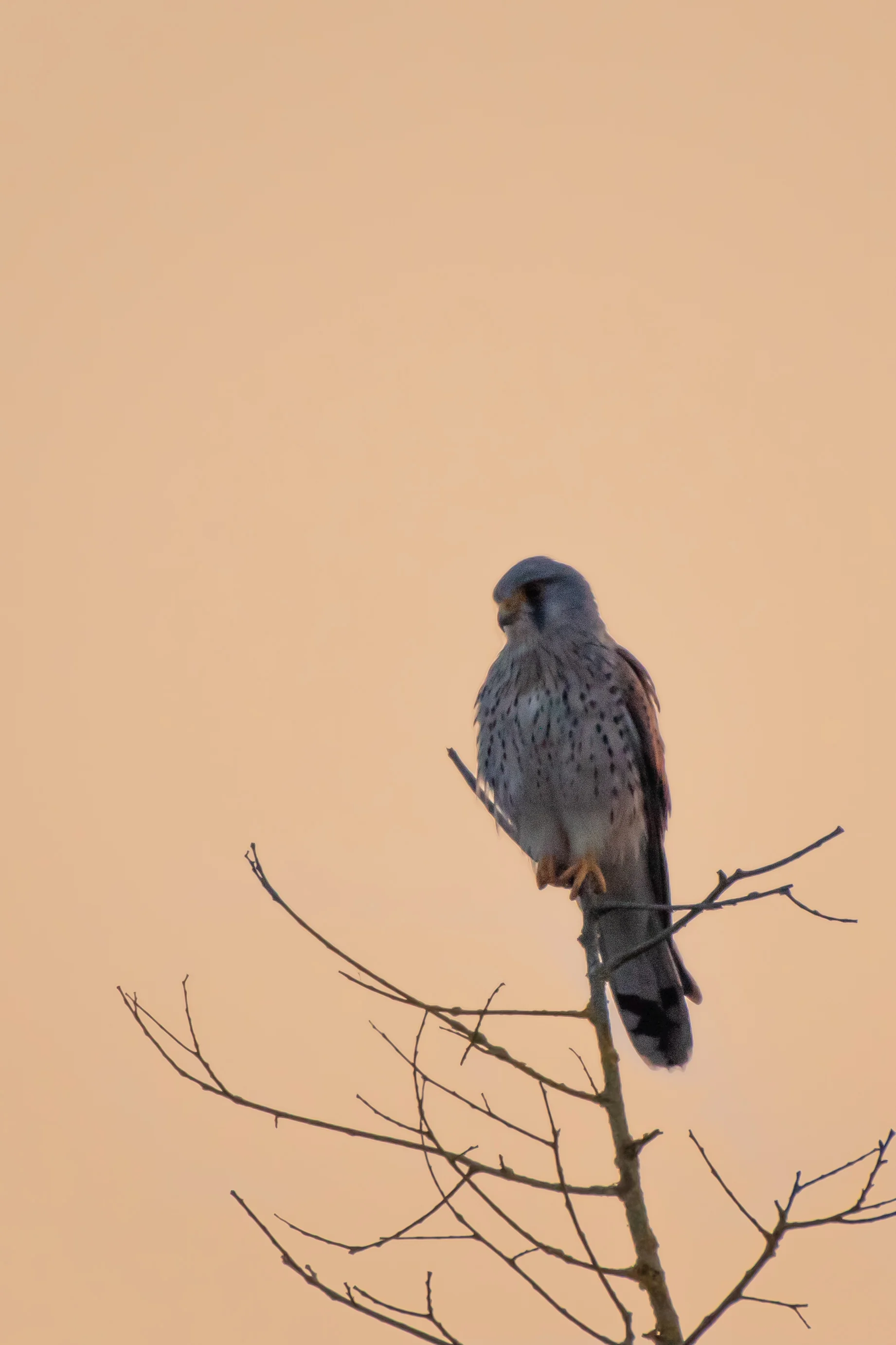 Faucon Crécerelle — 500mm · 1/1000 · f/5.6 · ISO 720