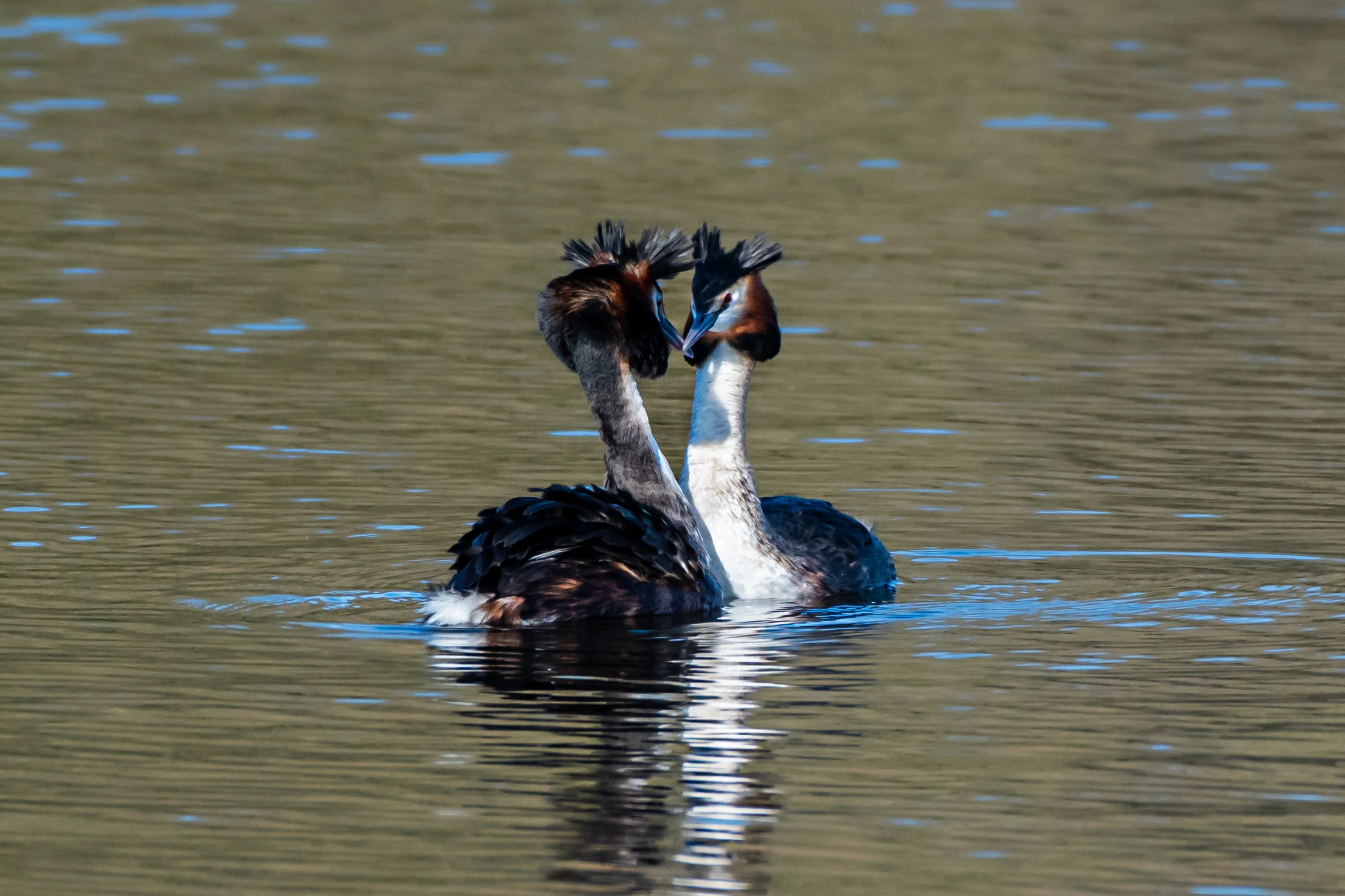 Grèbe — 500mm · 1/1600 · f/6.3 · ISO 900