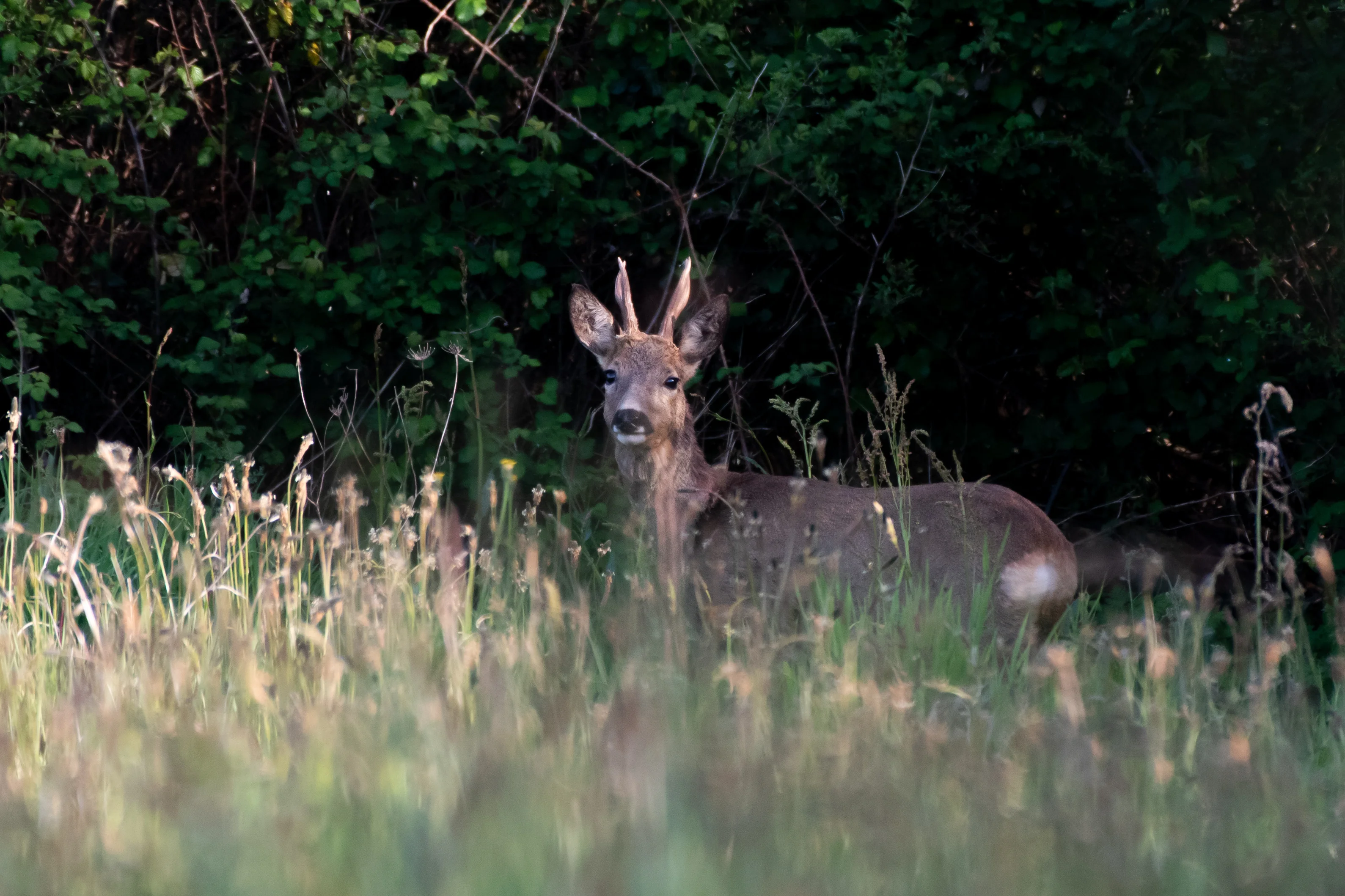 Chevreuil — 500mm · 1/1000 · f/5.6 · ISO 1000