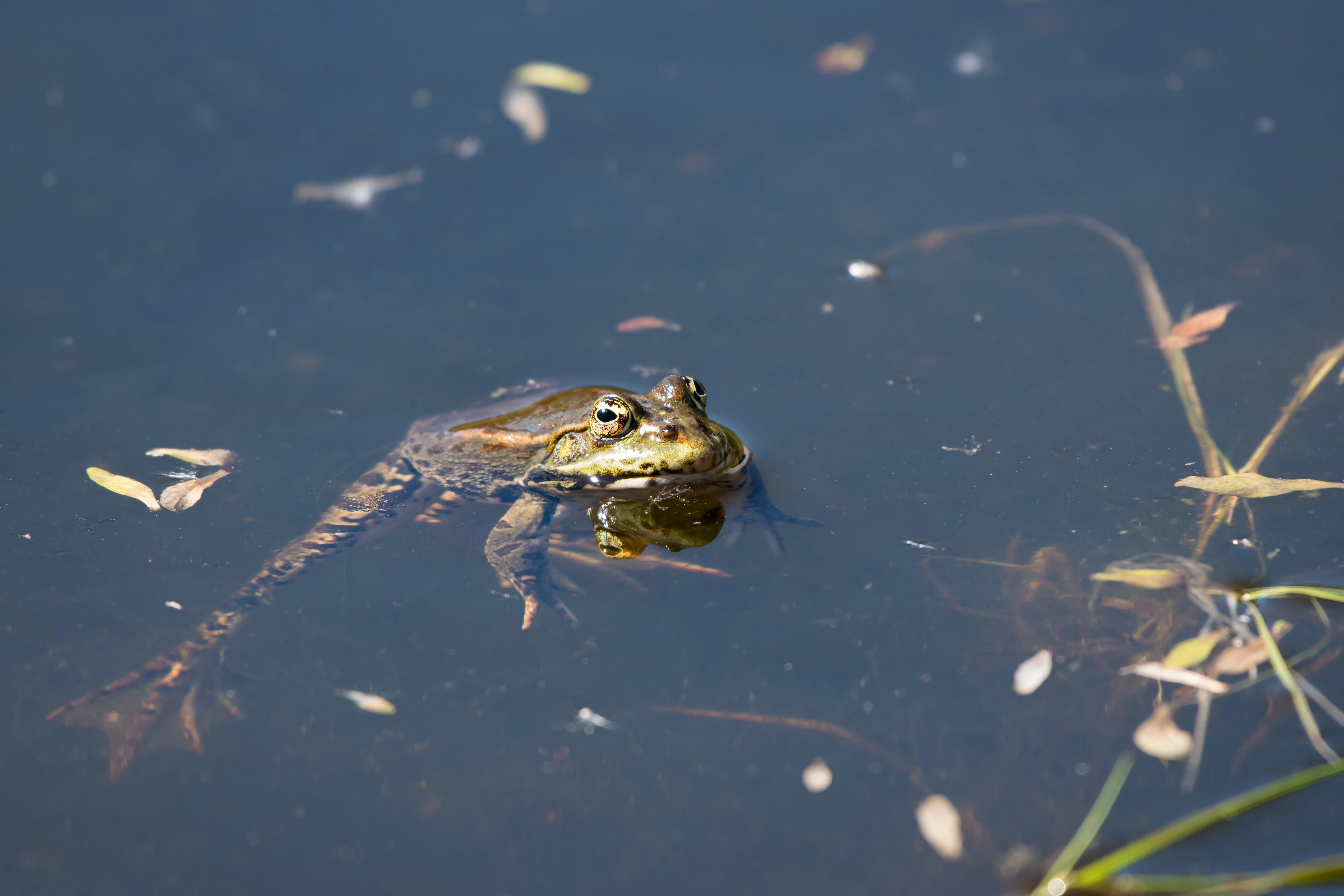 Grenouille — 500mm · 1/800 · f/5.6 · ISO 450