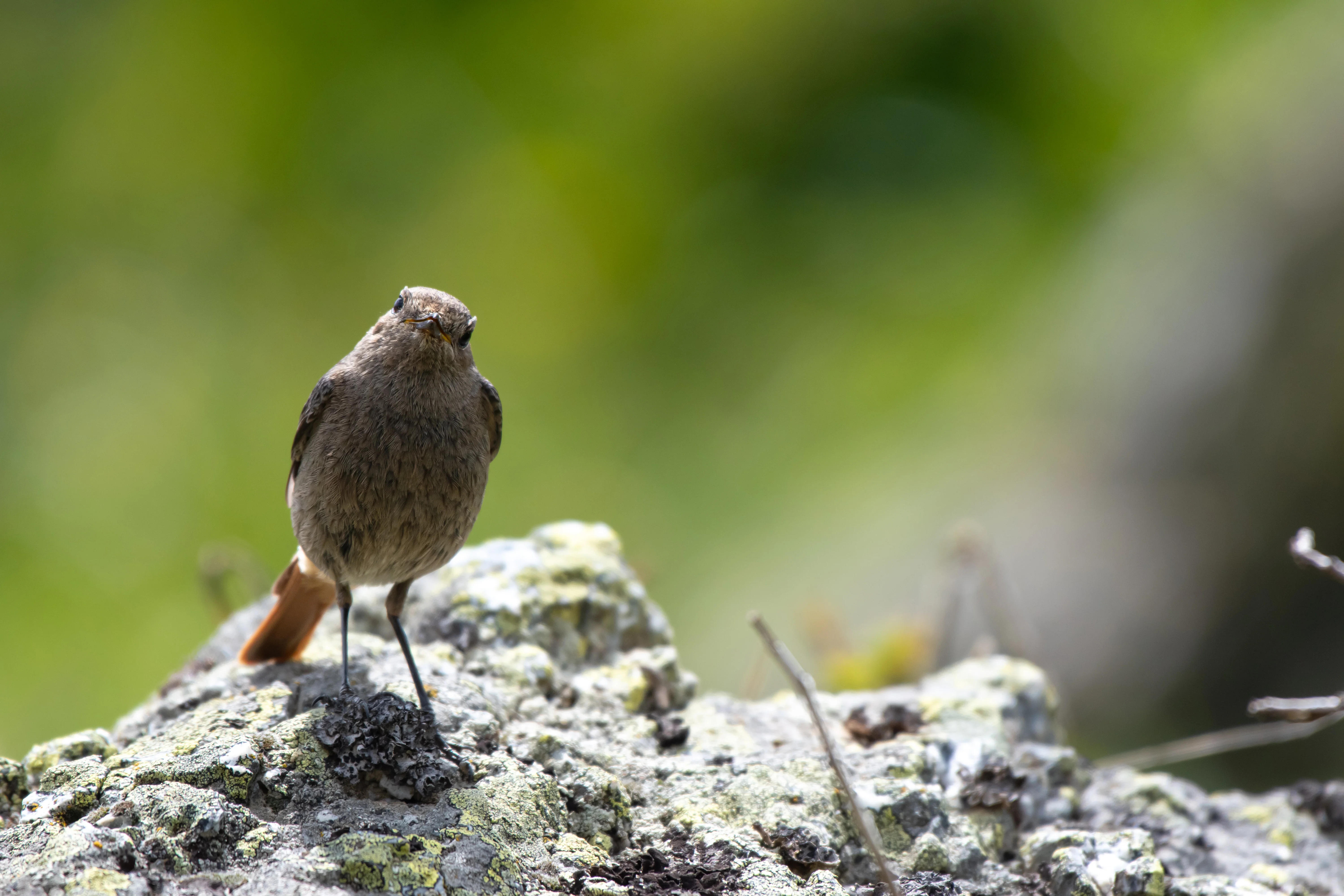 Rougequeue noir — 500mm · 1/2000 · f/5.6 · ISO 560