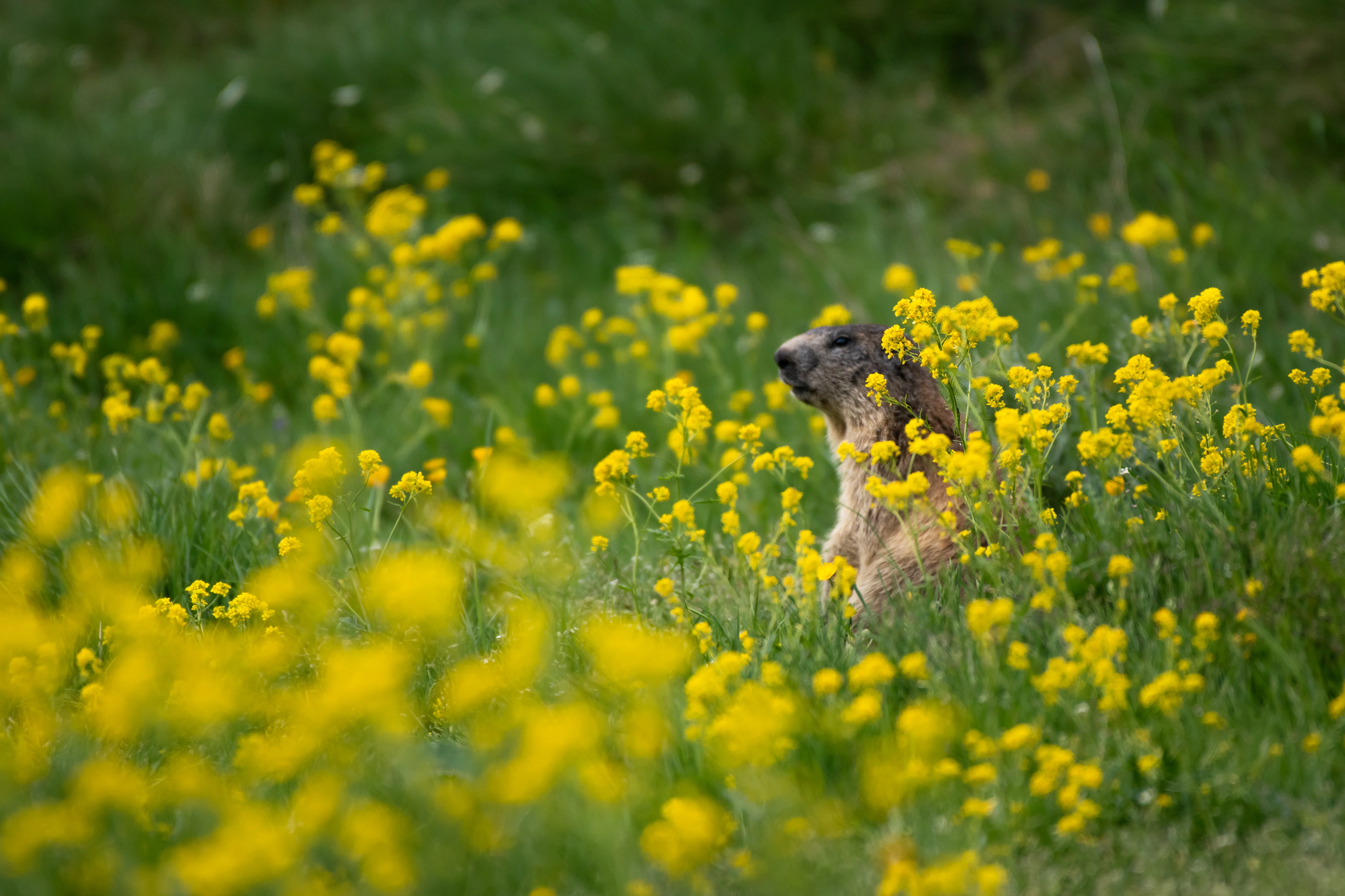 Marmotte — 500mm · 1/1600 · f/5.6 · ISO 450