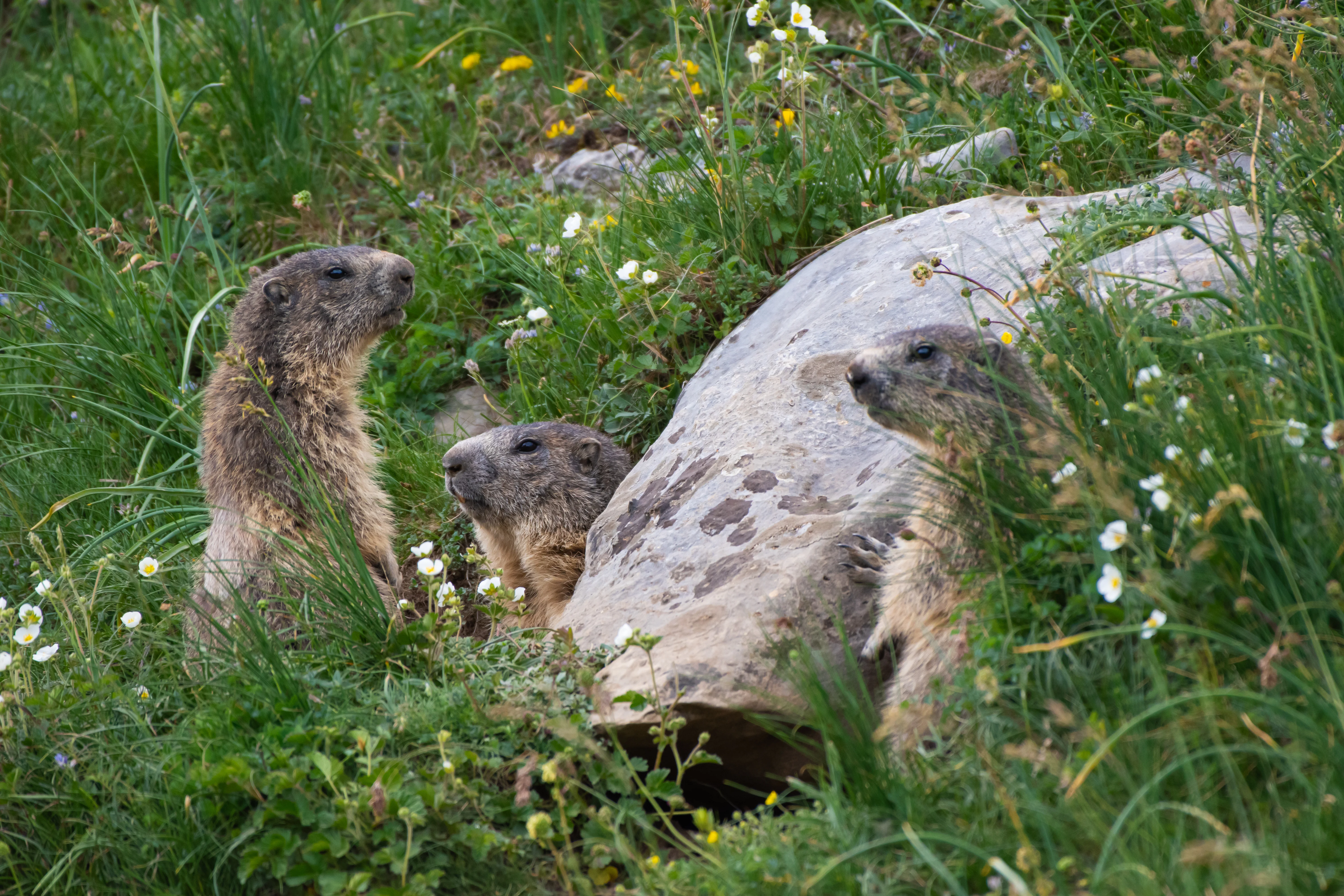 Marmotte — 500mm · 1/1600 · f/5.6 · ISO 800