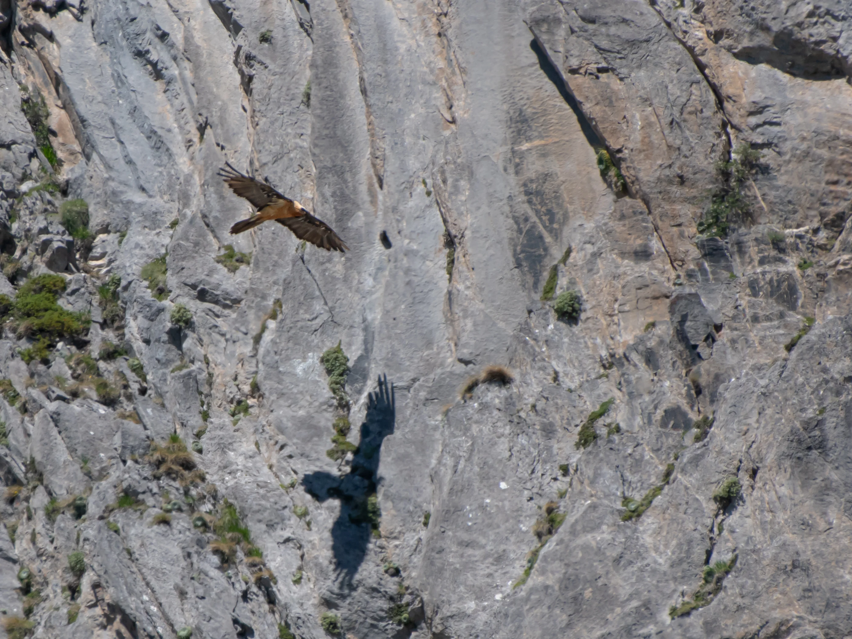 Gypaète Barbu — 500mm · 1/2000 · f/5.6 · ISO 360