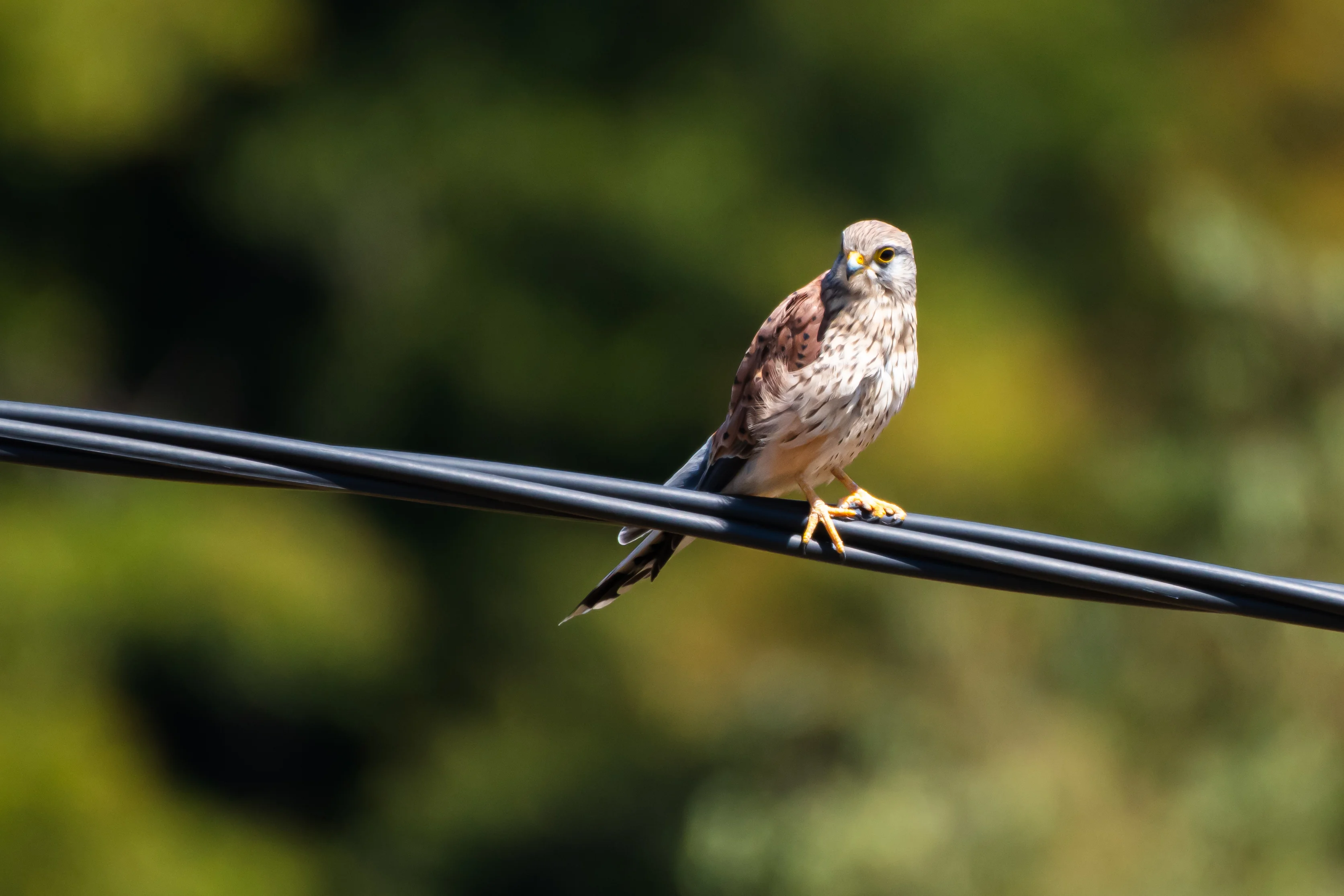 Faucon Crécerelle — 500mm · 1/2000 · f/5.6 · ISO 800