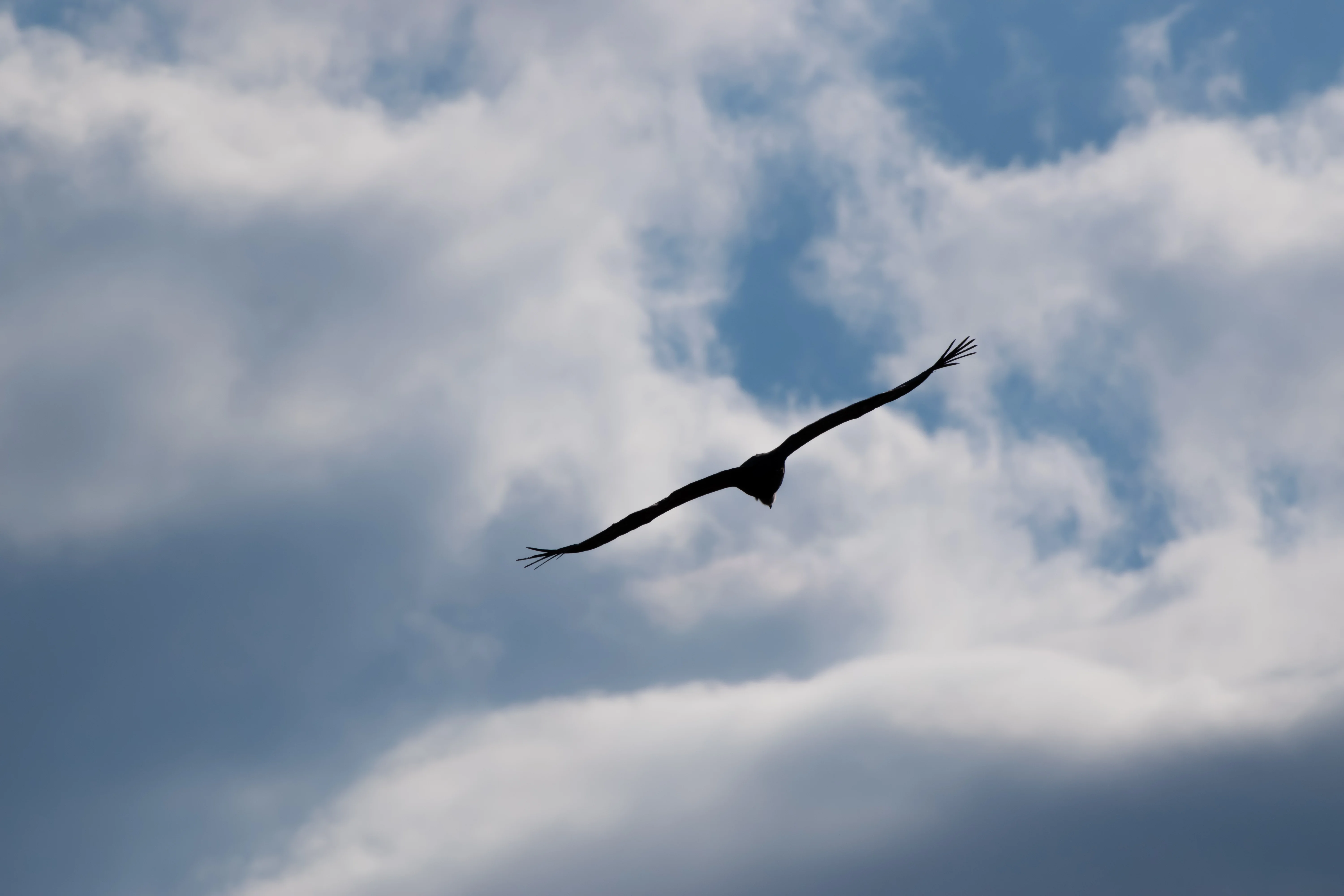 Vautour Fauve — 500mm · 1/4000 · f/10 · ISO 800