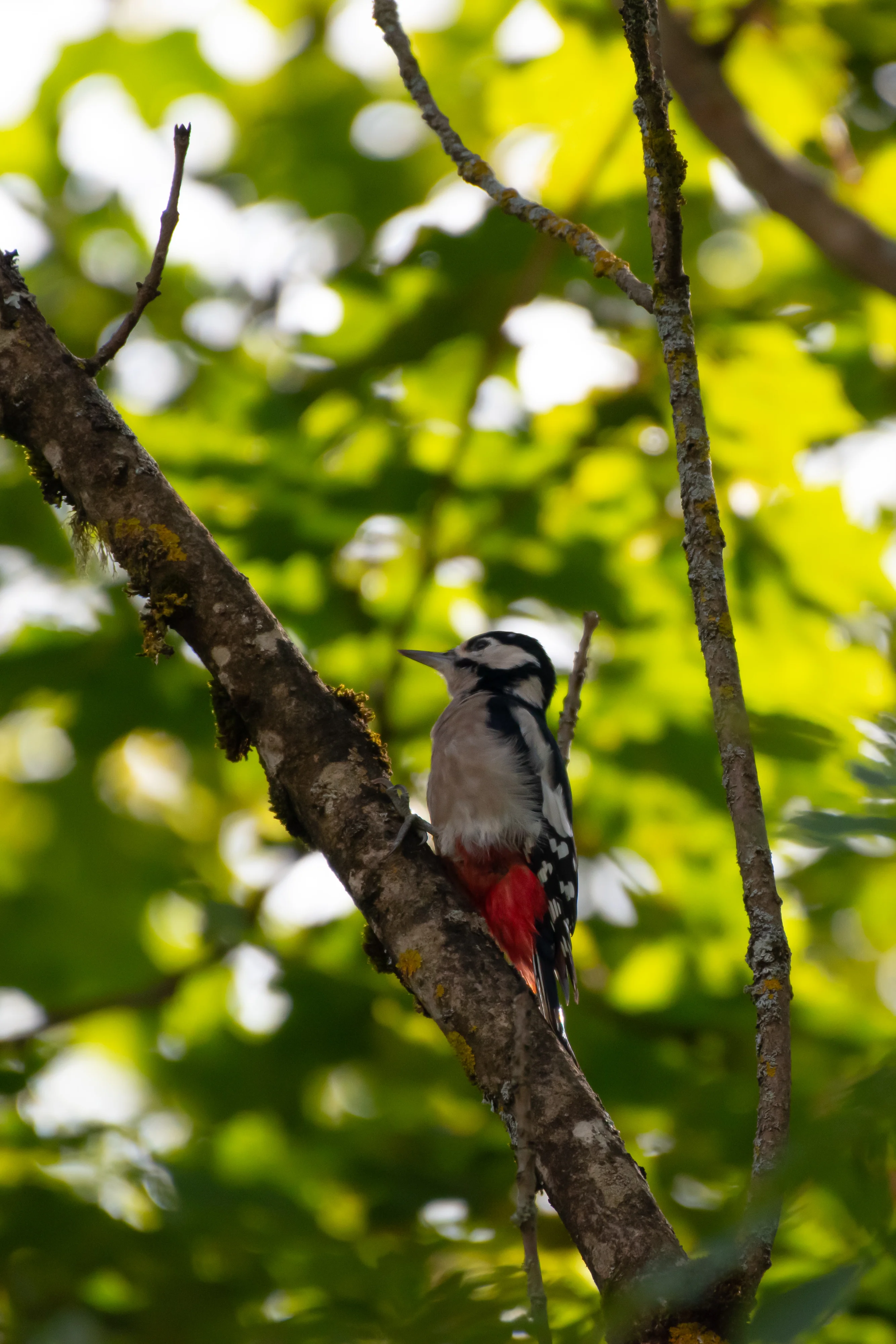 Pic Épeiche — 500mm · 1/2000 · f/5.6 · ISO 1000