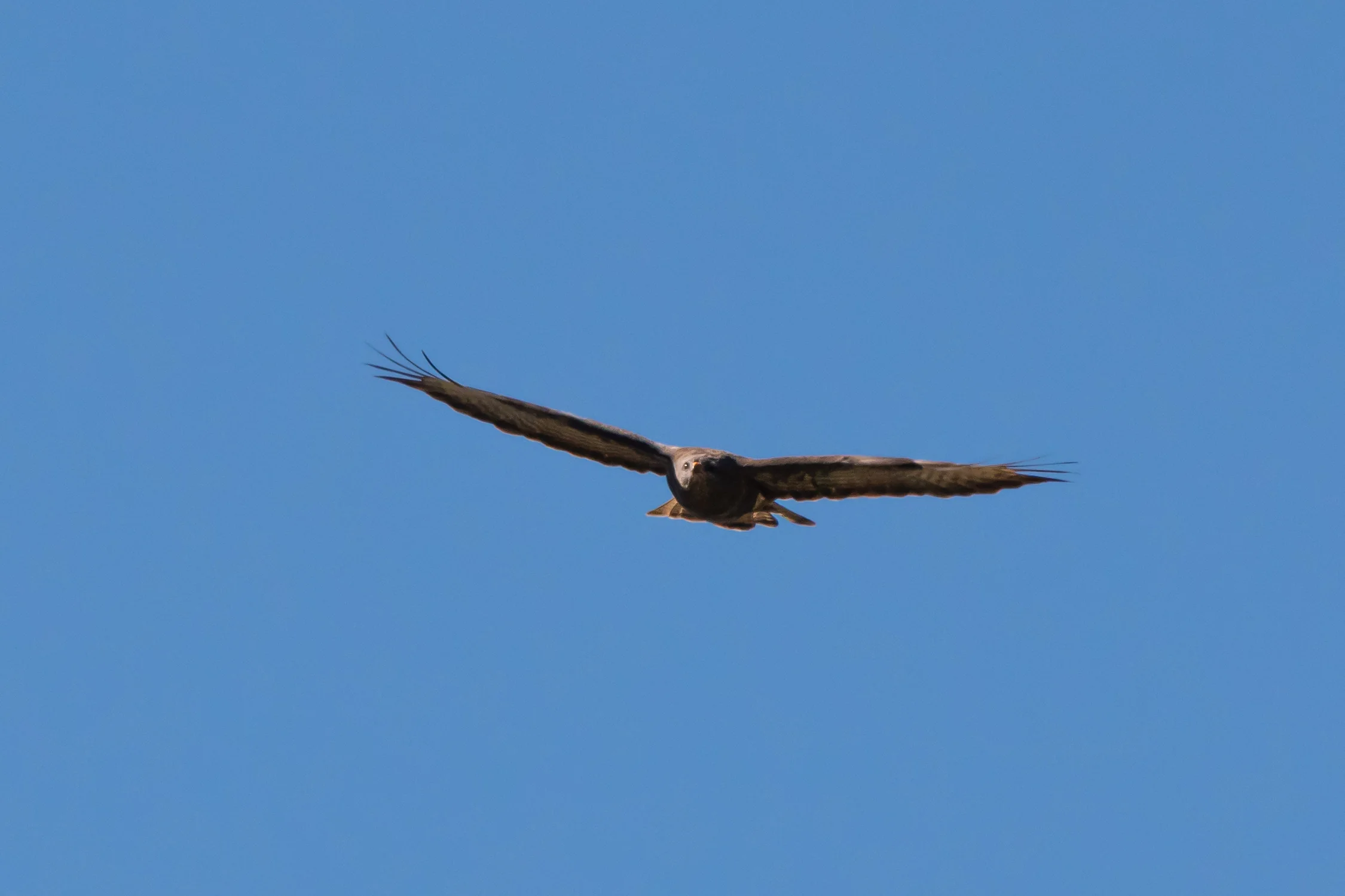 Buse Variable — 500mm · 1/2500 · f/9 · ISO 800