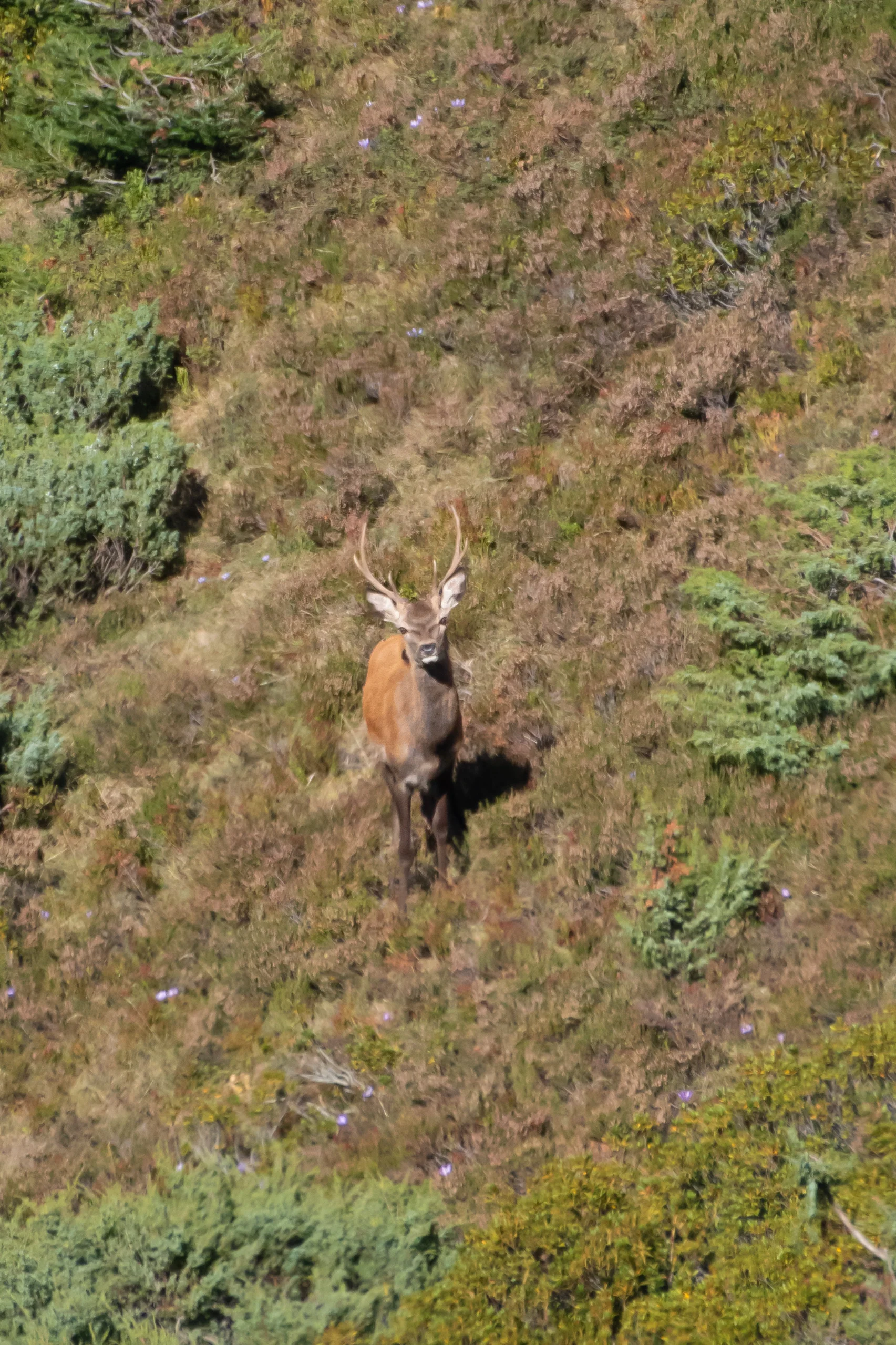 Cerf Élaphe — 500mm · 1/3200 · f/5.6 · ISO 800