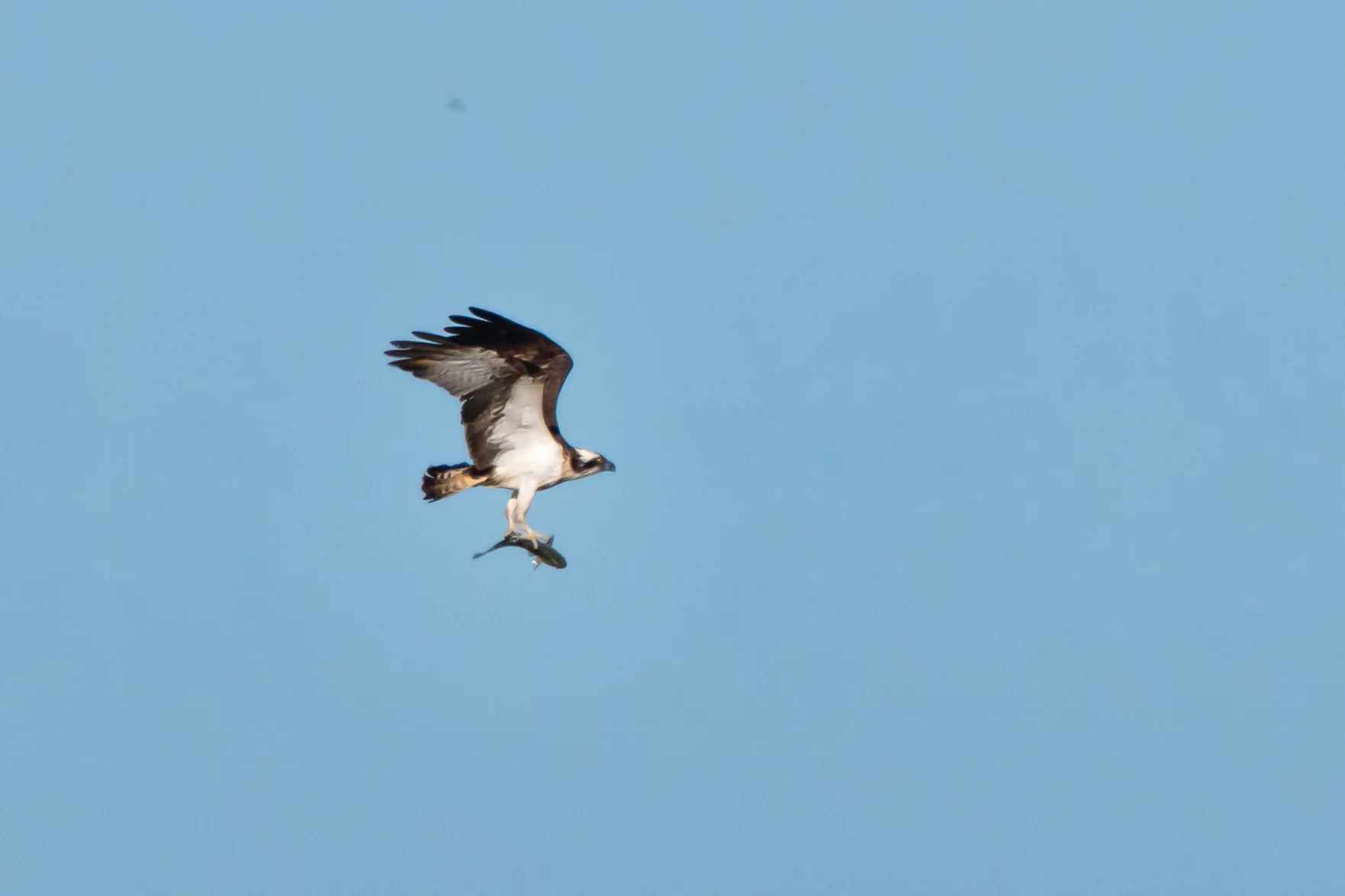 Balbuzard Pêcheur — 500mm · 1/3200 · f/10 · ISO 800