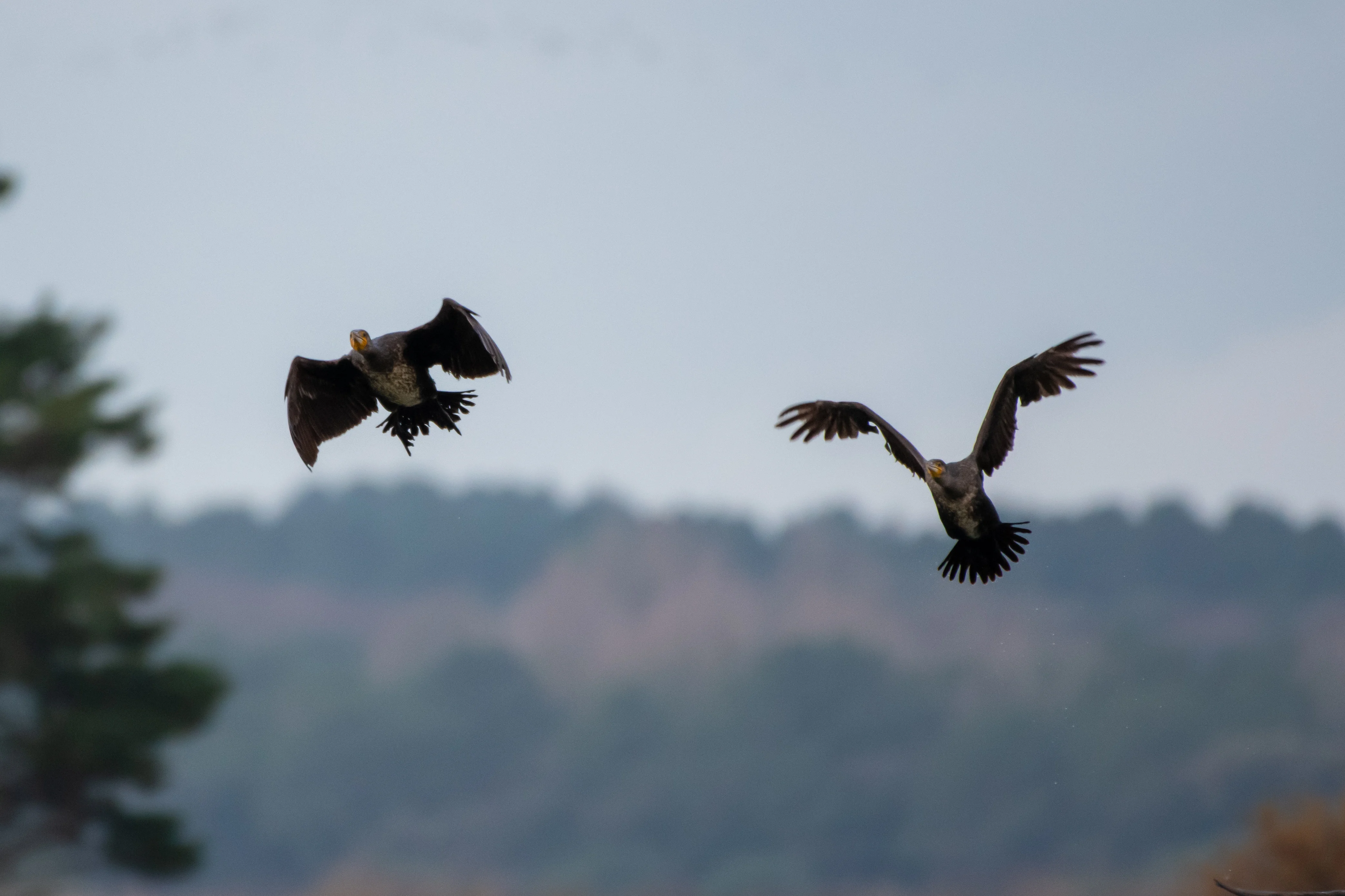 Cormoran Commun — 480mm · 1/1600 · f/5.6 · ISO 1800