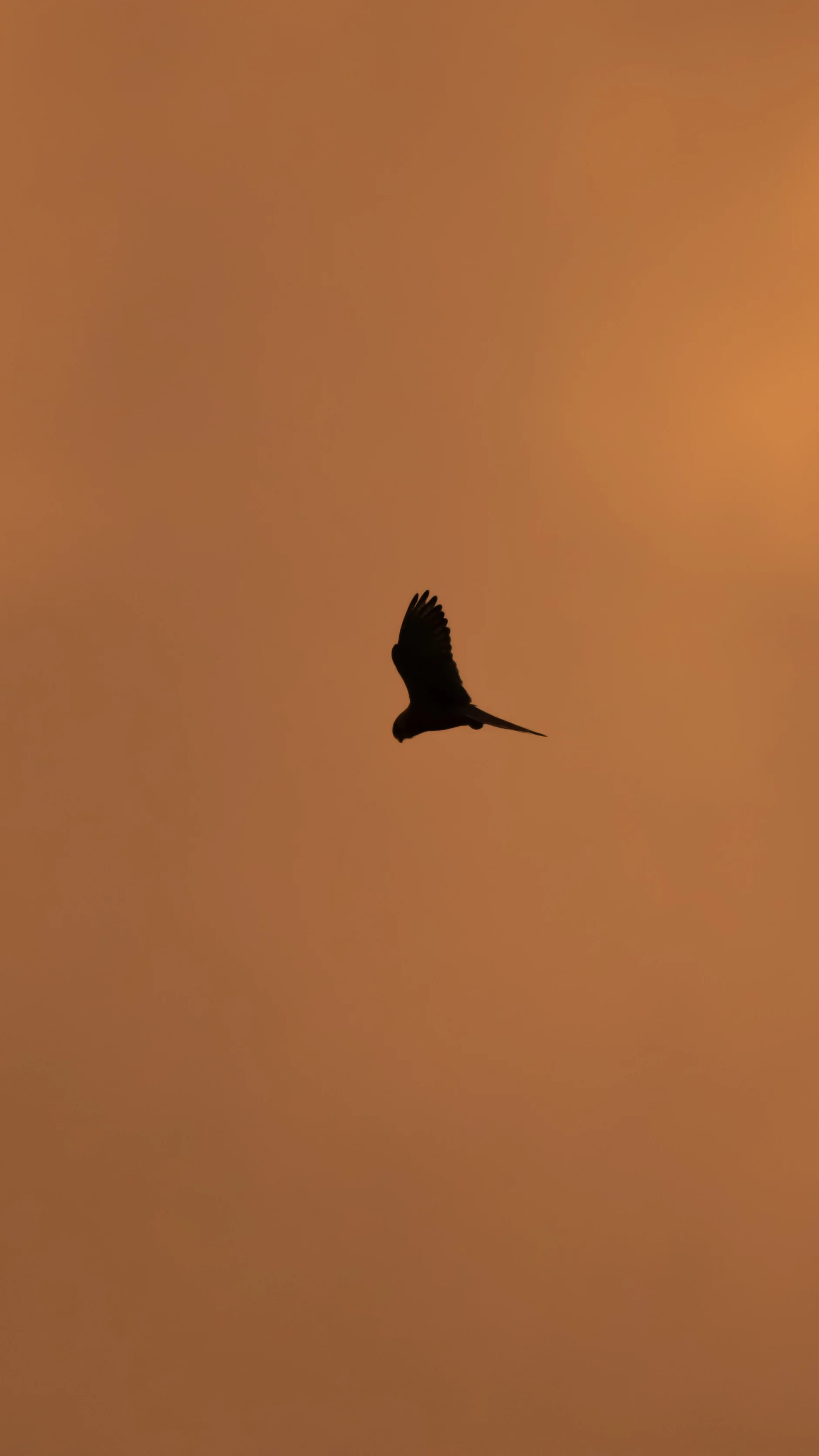 Faucon Crécerelle — 500mm · 1/1600 · f/5.6 · ISO 1800