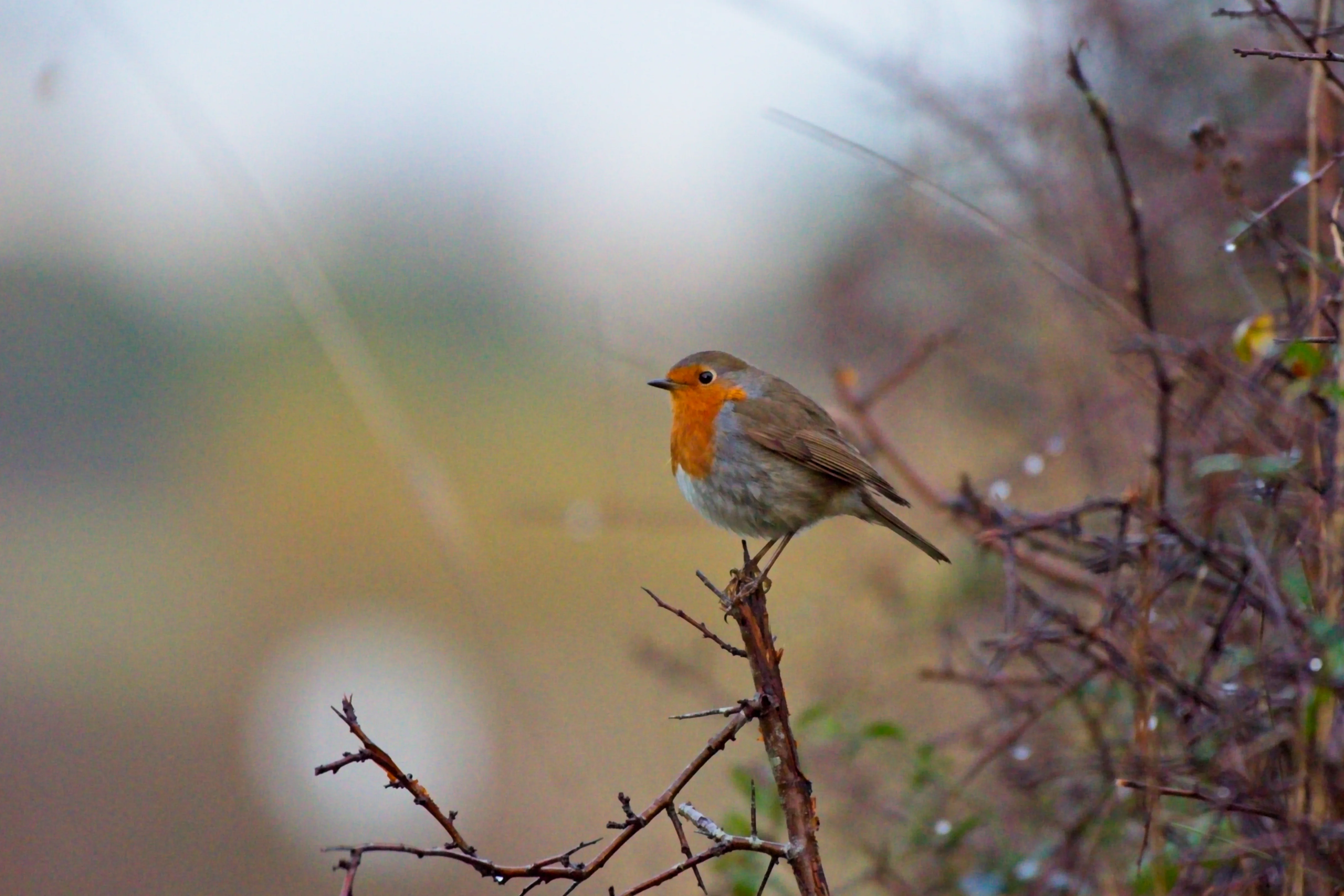Rouge-Gorge — 500mm · 1/1600 · f/5.6 · ISO 6400